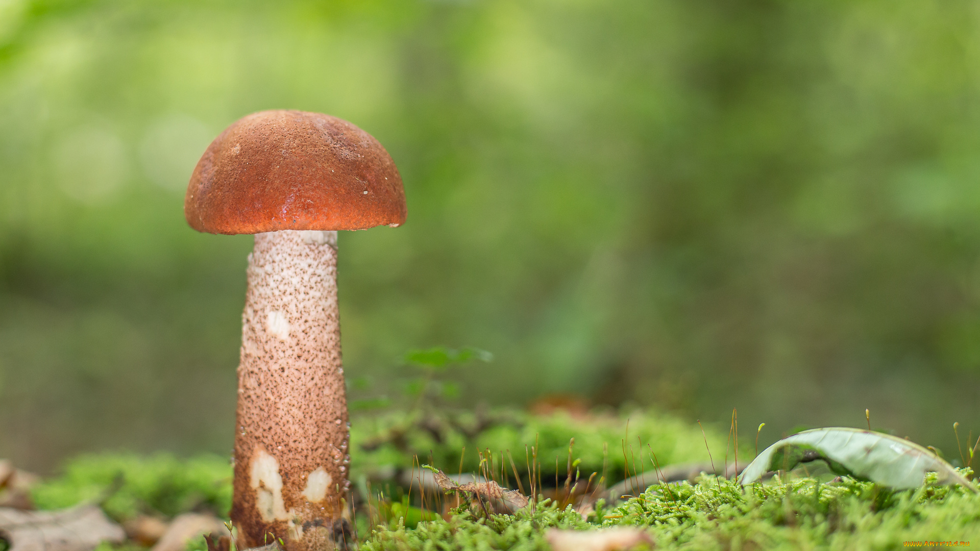природа, грибы, подосиновик