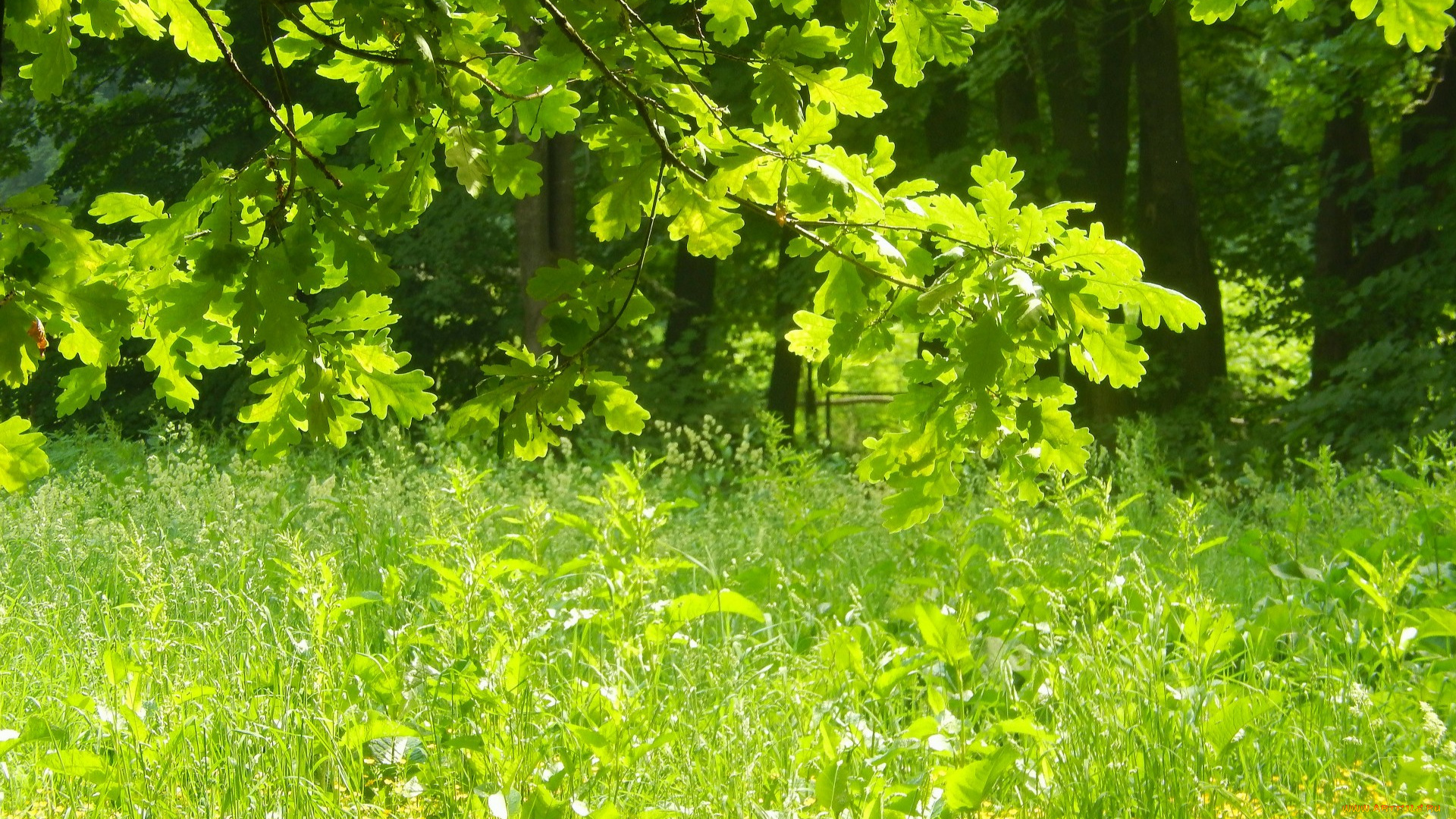 природа, листья, трава, дуб, ветки