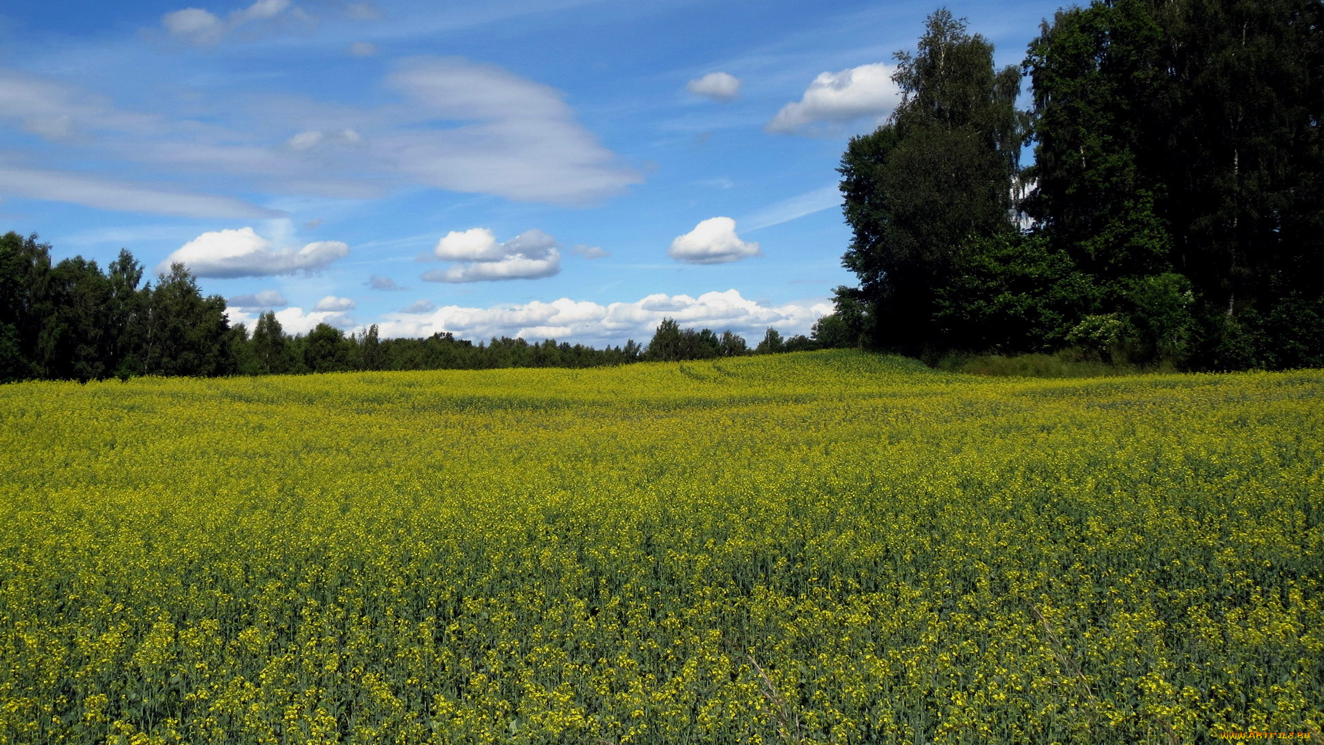 природа, луга, лето, деревья, облака