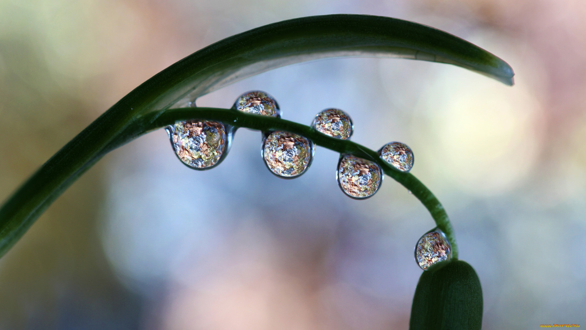 природа, макро, капли, лист