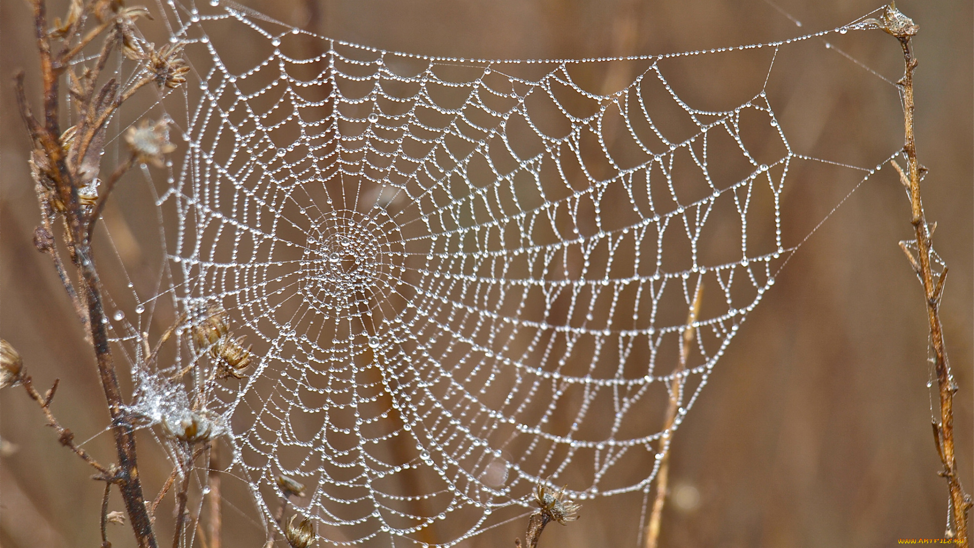 природа, макро, капли, роса, утро, паутина, трава