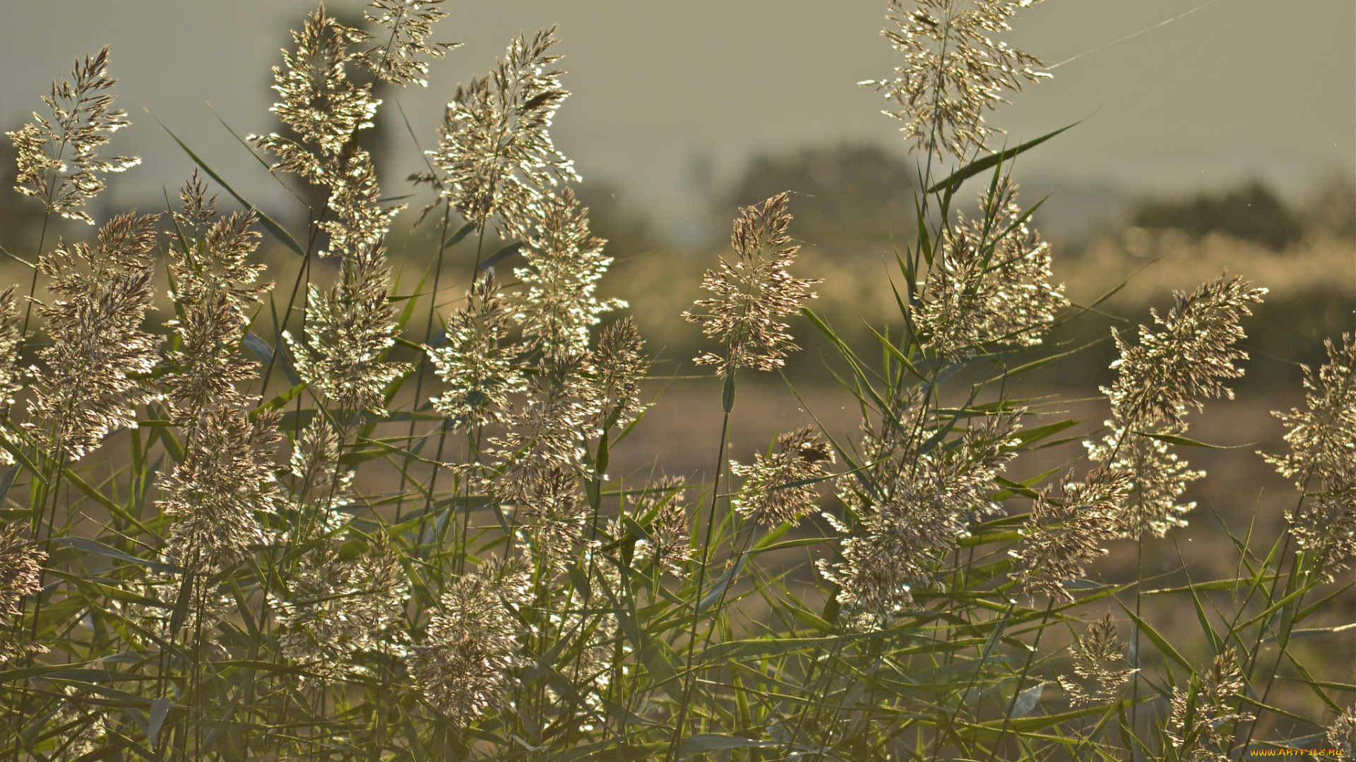 природа, макро, растение, камыш, фон