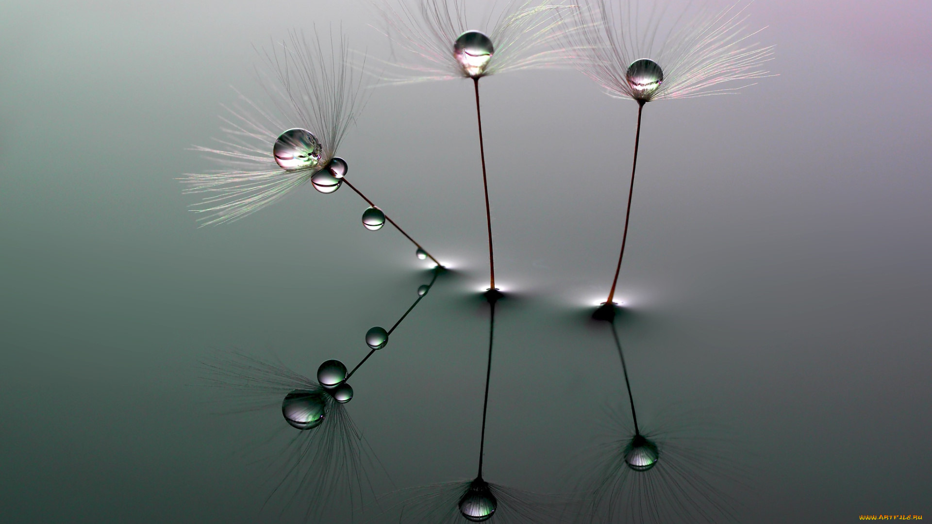 природа, макро, water, droplets, вода, одуванчик, капли, minimalism