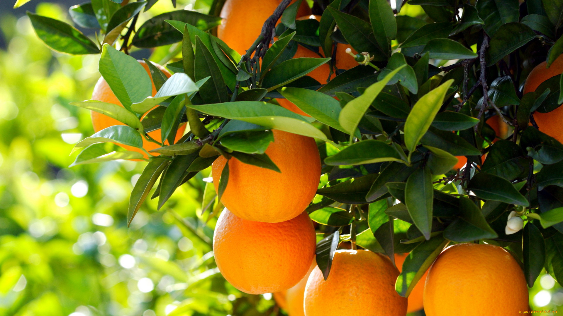 природа, плоды, цитрусы