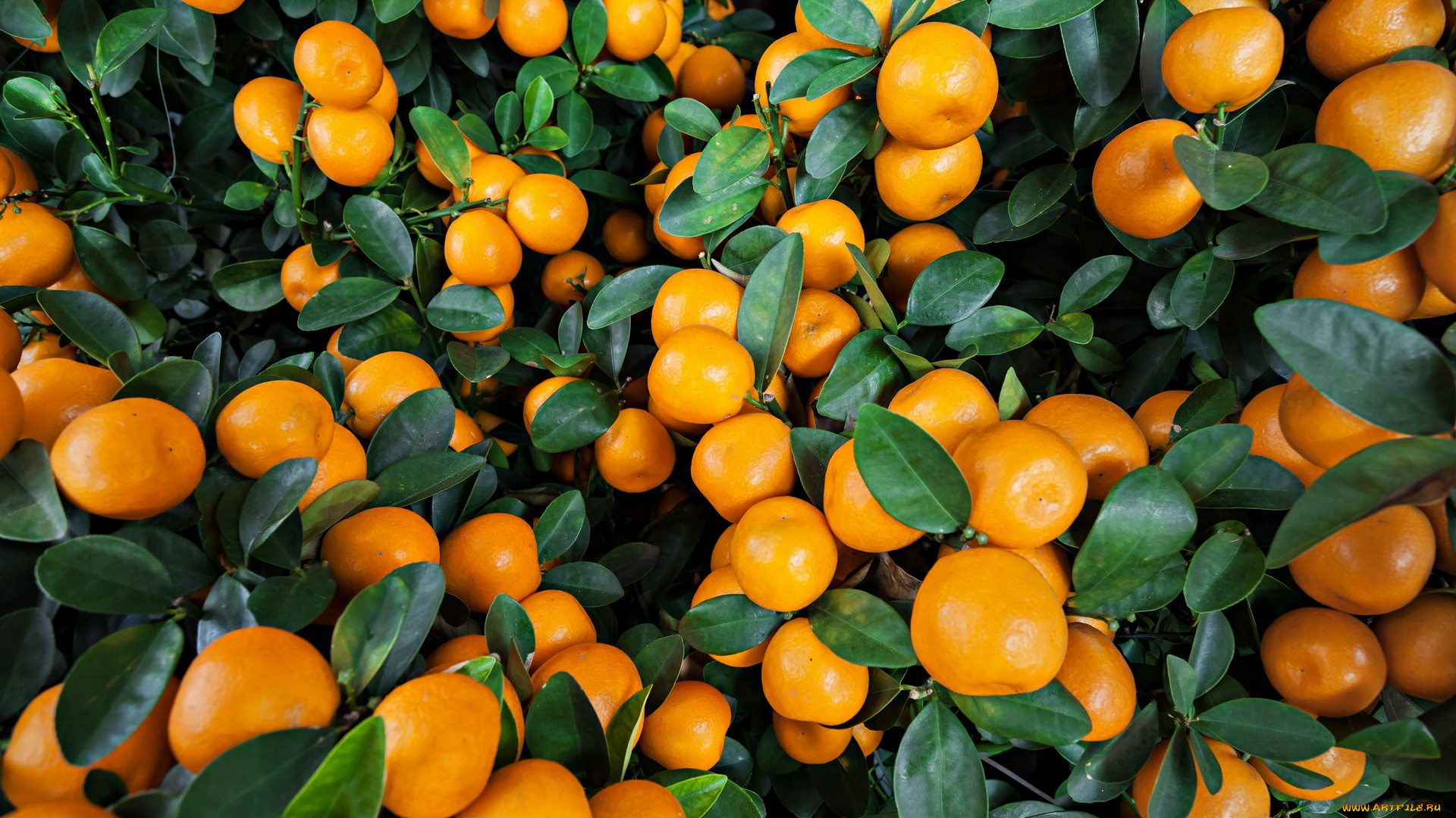 природа, плоды, цитрусы