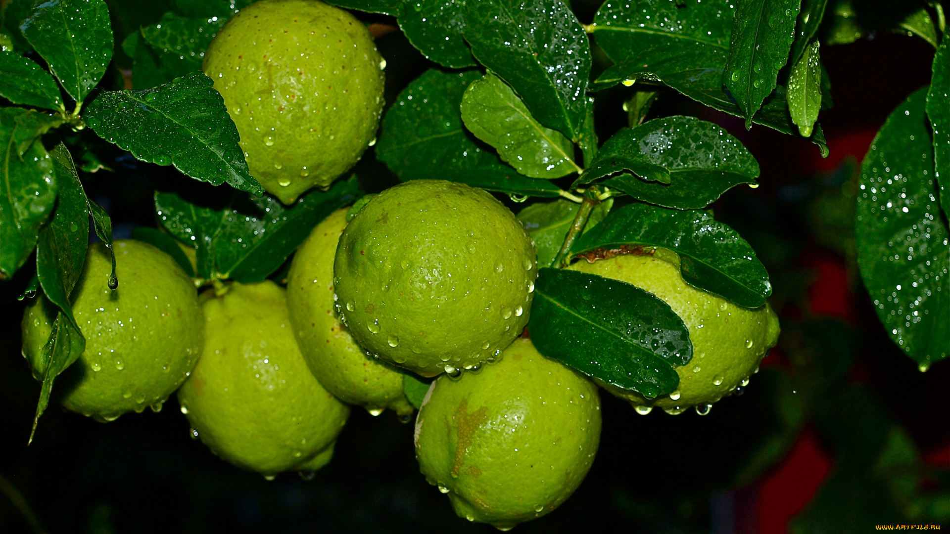 природа, плоды, лайм, листья, вода, капли, роса, лимоны, цитрусы
