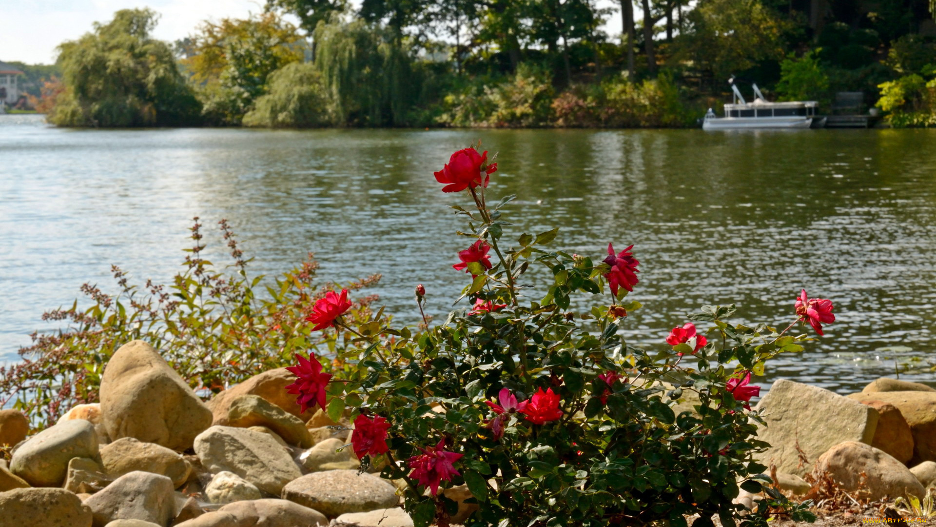 природа, реки, озера, камни, розы, озеро