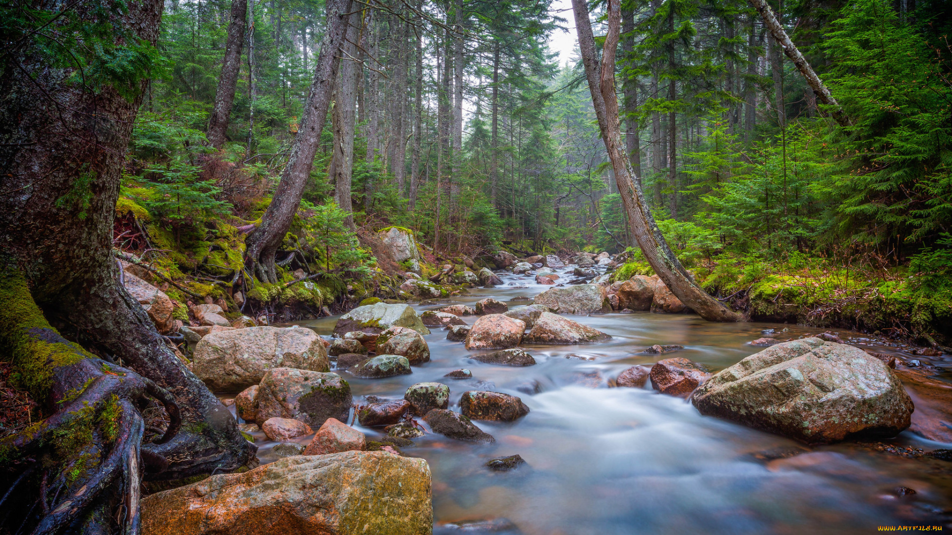 природа, реки, озера, лес, река