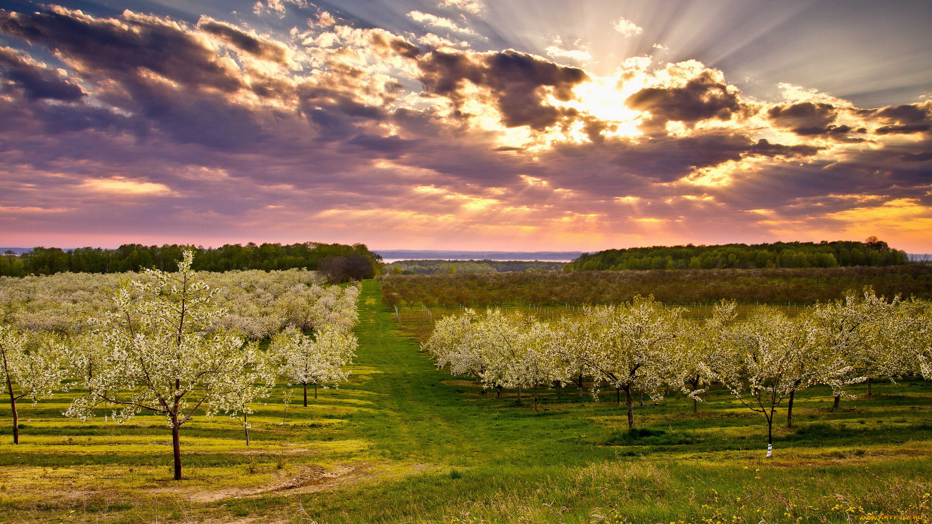 природа, восходы, закаты, пейзаж, весна, сад