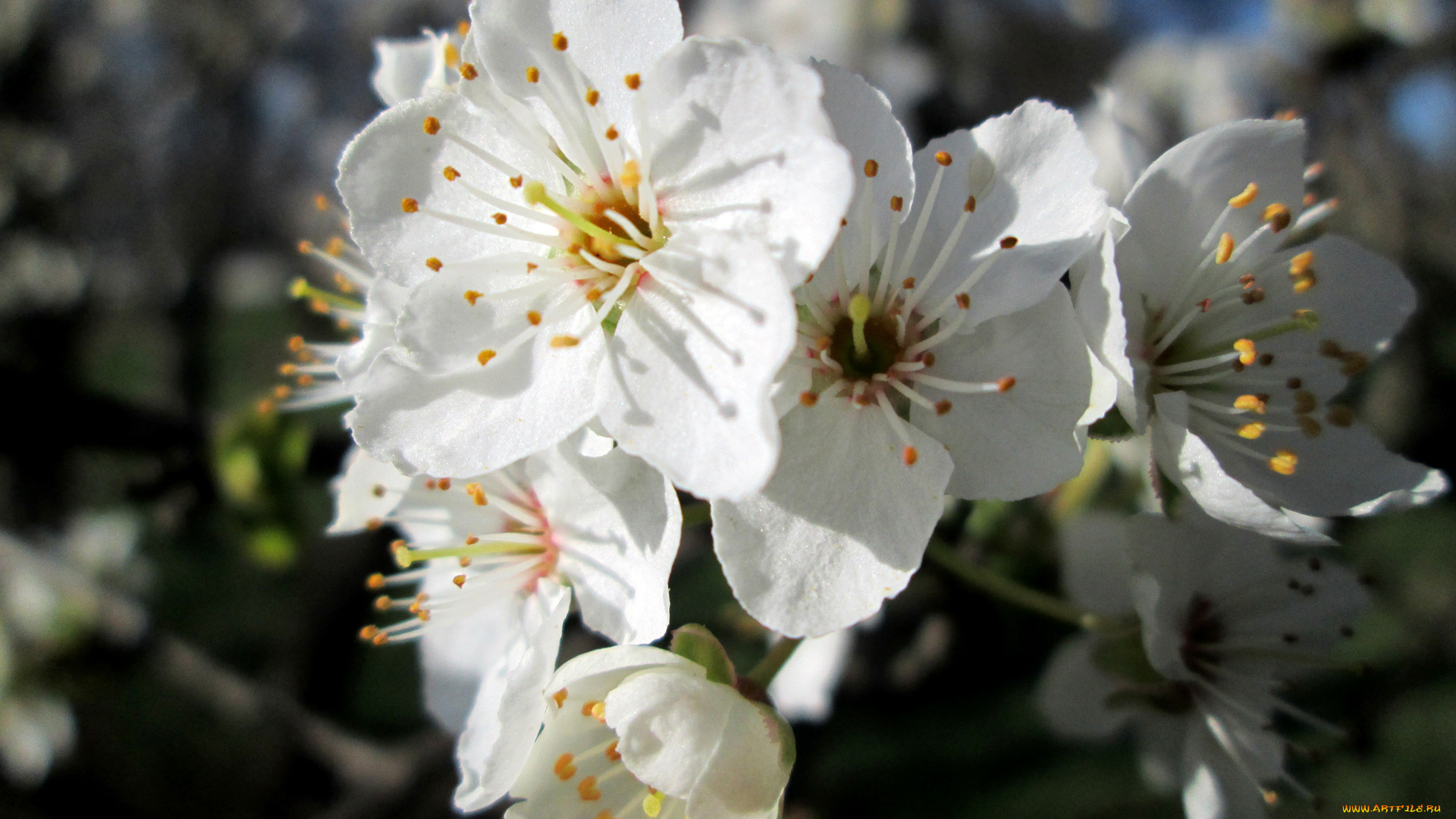 весна, цветы, цветущие, деревья, , , кустарники, дерево