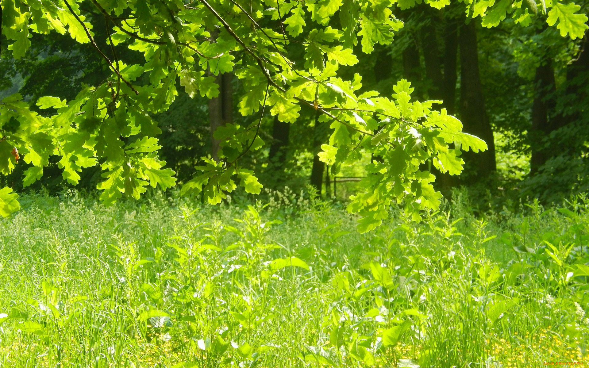 природа, листья, трава, дуб, ветки