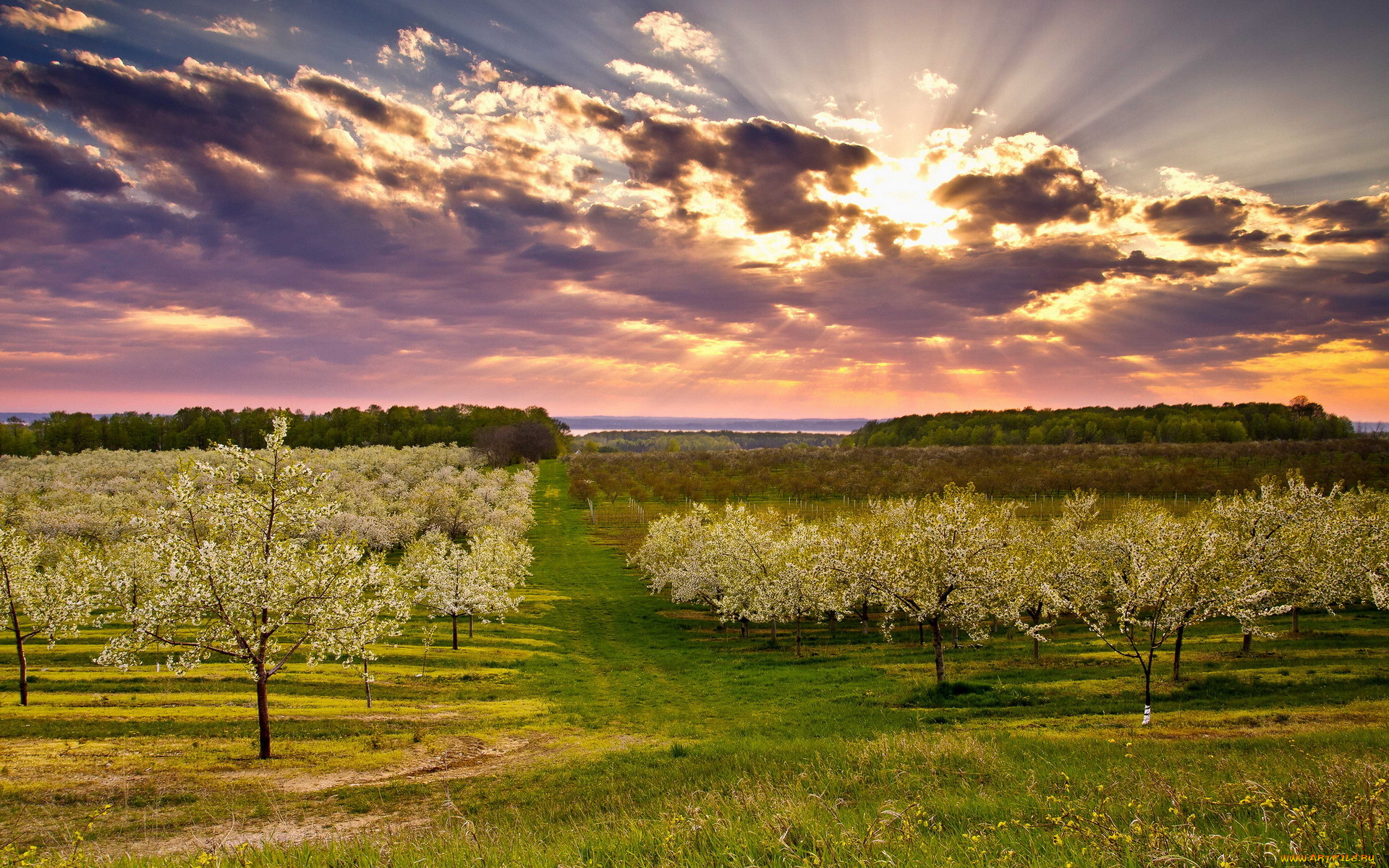 природа, восходы, закаты, пейзаж, весна, сад