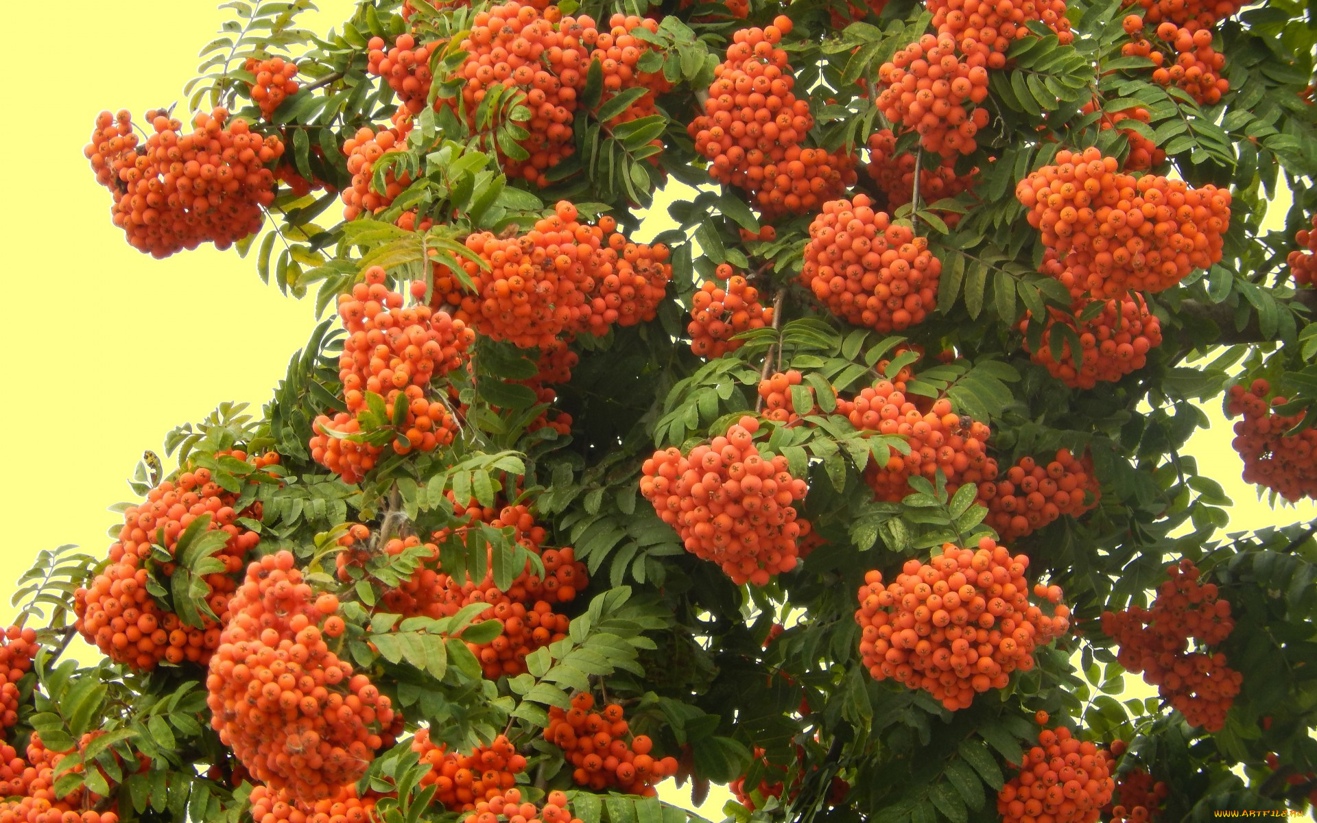 природа, Ягоды, , рябина, рябина, ветки, осень, листья, грозди