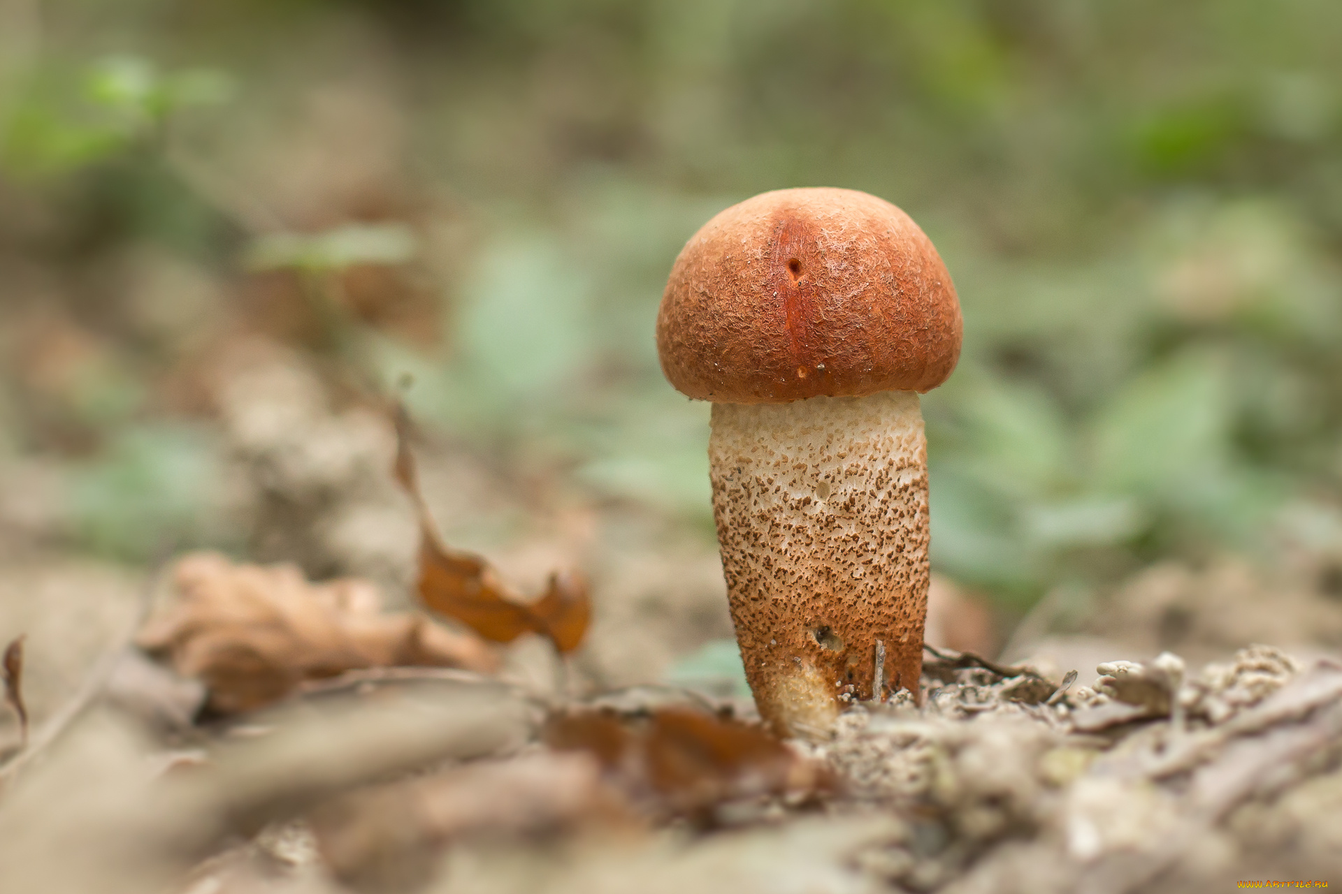 природа, грибы, подосиновик