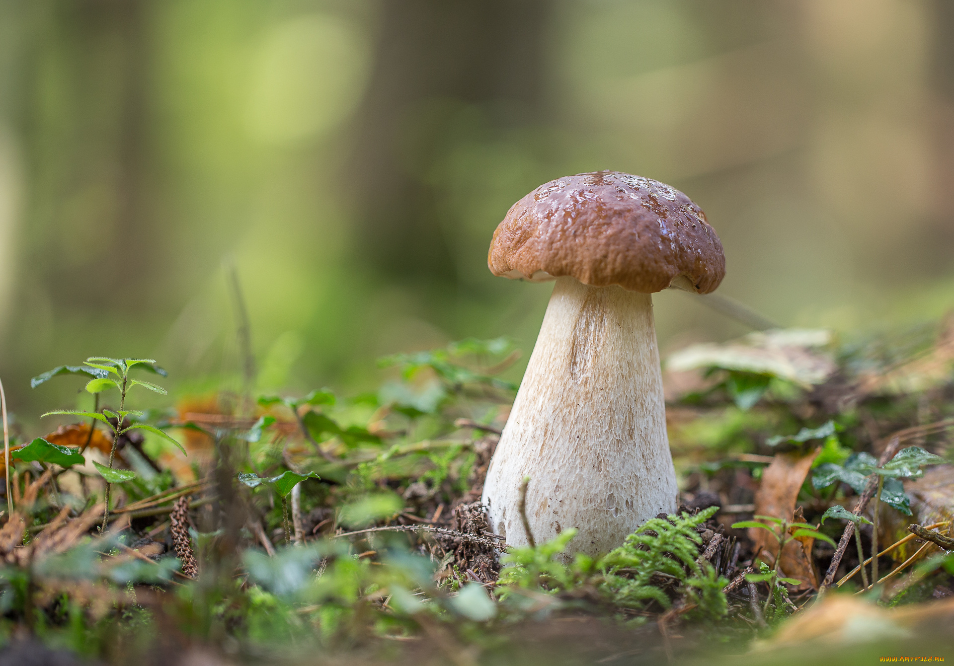 природа, грибы, боровик