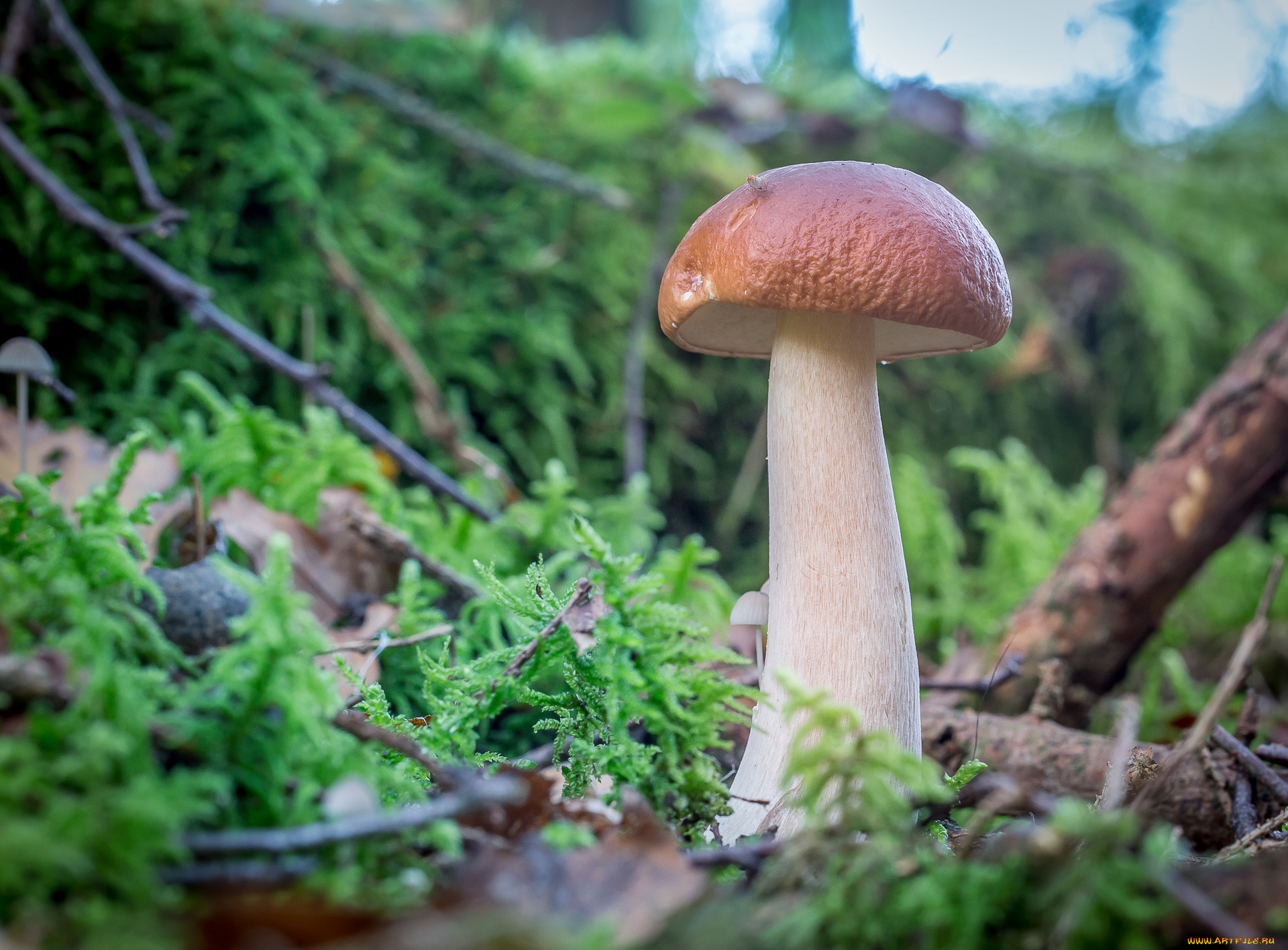 природа, грибы, боровик