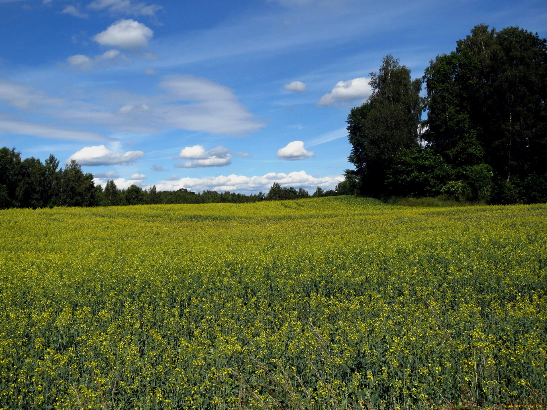 природа, луга, лето, деревья, облака
