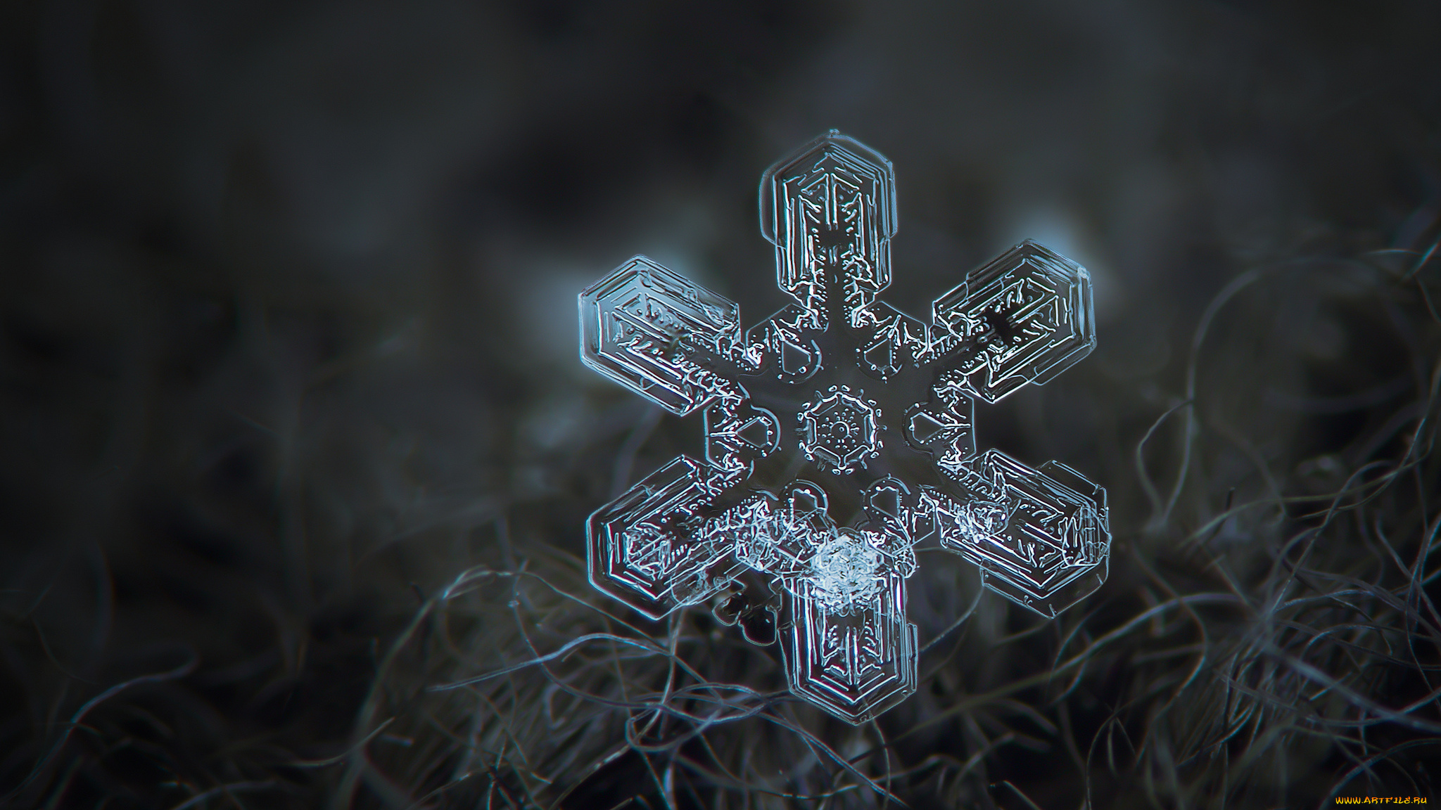 природа, макро, снежинка