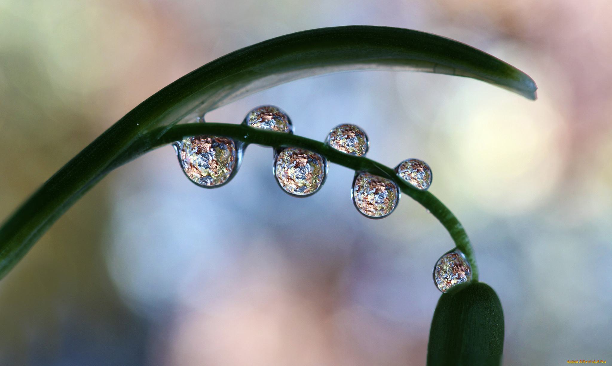 природа, макро, капли, лист