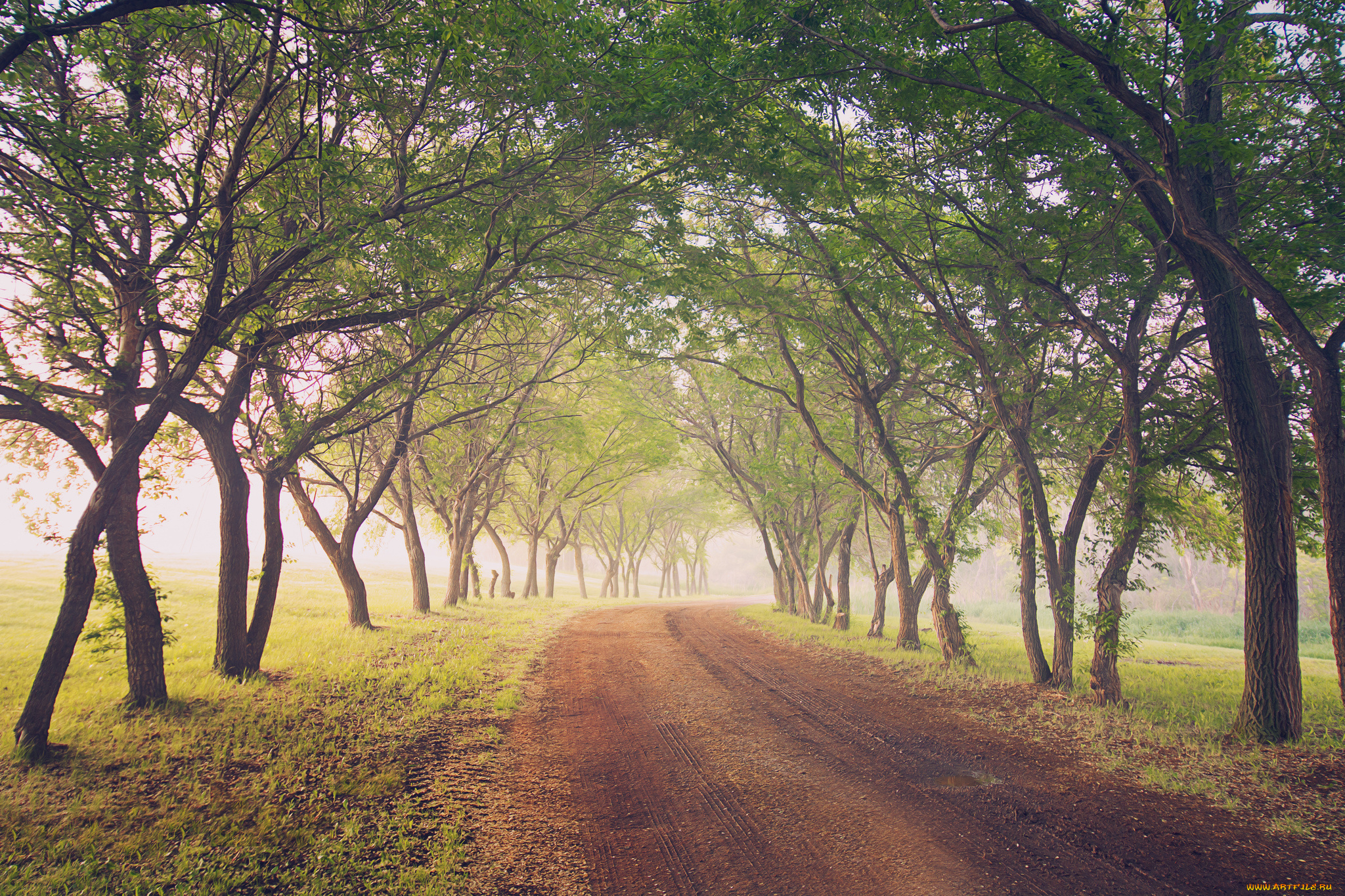 природа, дороги, дорога, деревья