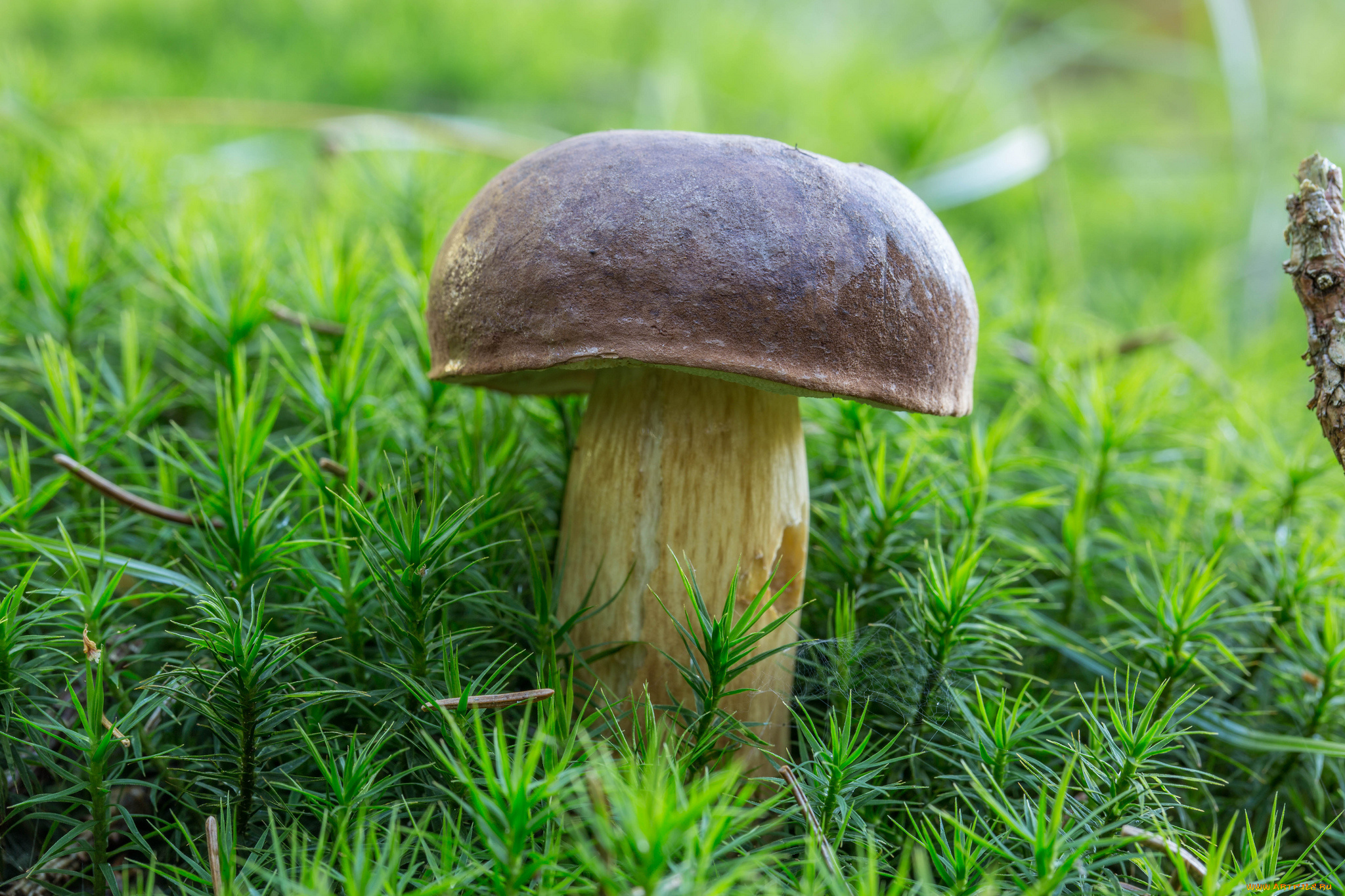 природа, грибы, белый