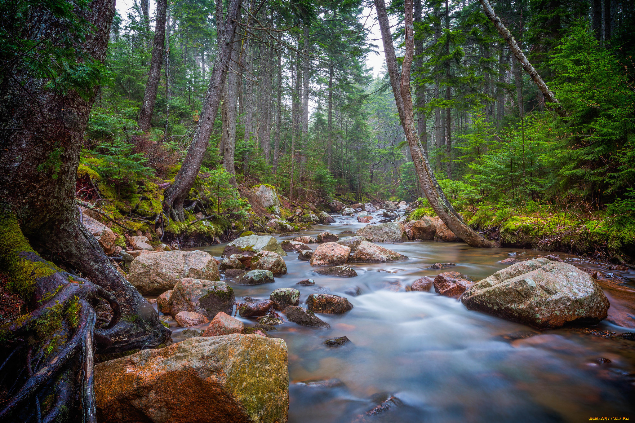 природа, реки, озера, лес, река