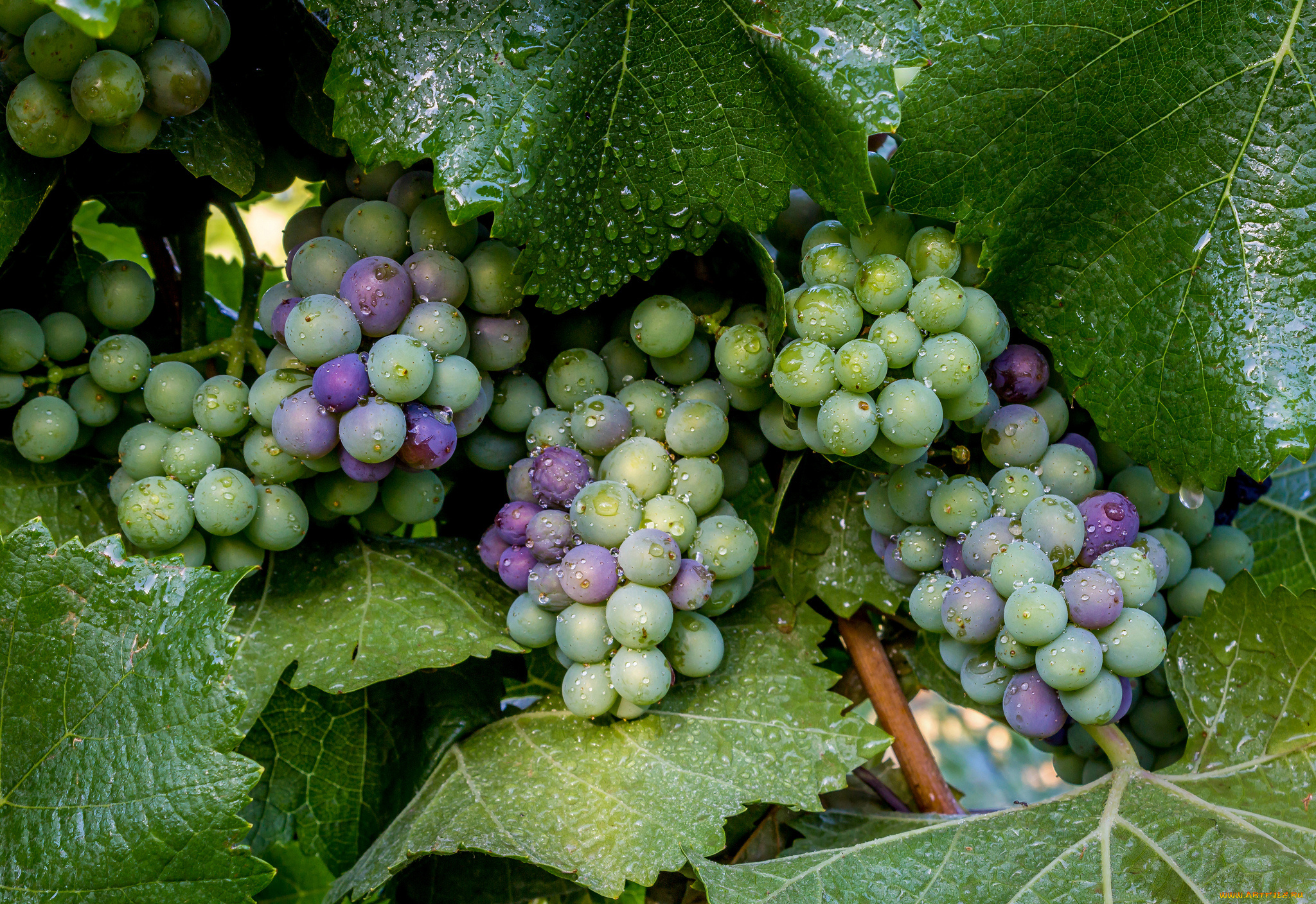 природа, Ягоды, , виноград, лоза