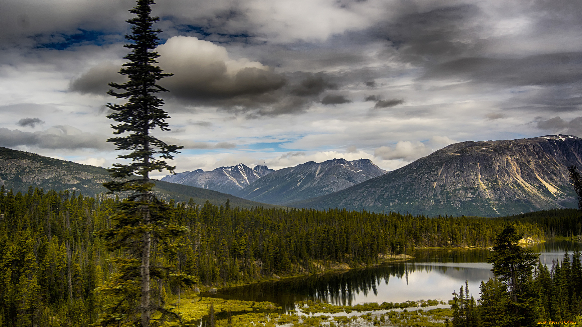 природа, реки, озера, лес, река