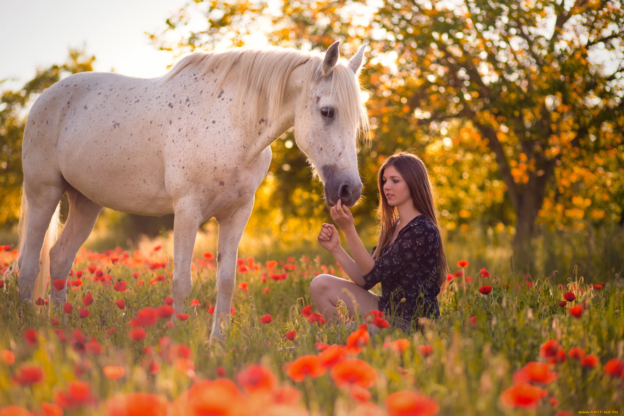 девушки, -unsort, , брюнетки, , шатенки, девушка, конь, лето, маки