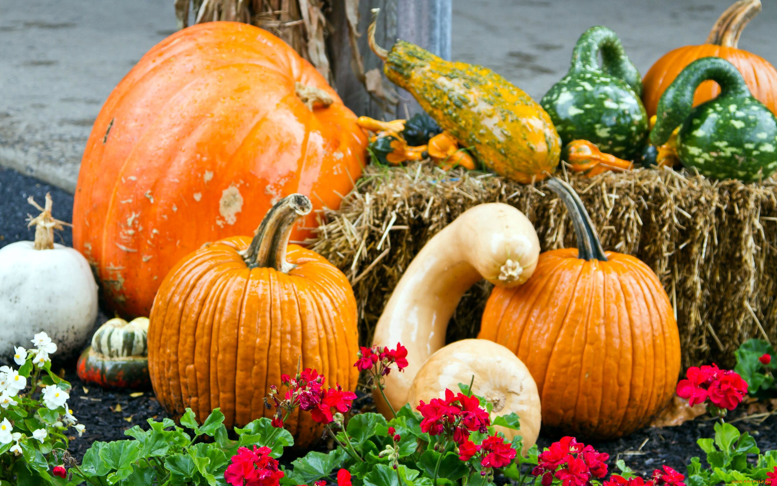 еда, тыква, осень, урожай, оригинальные