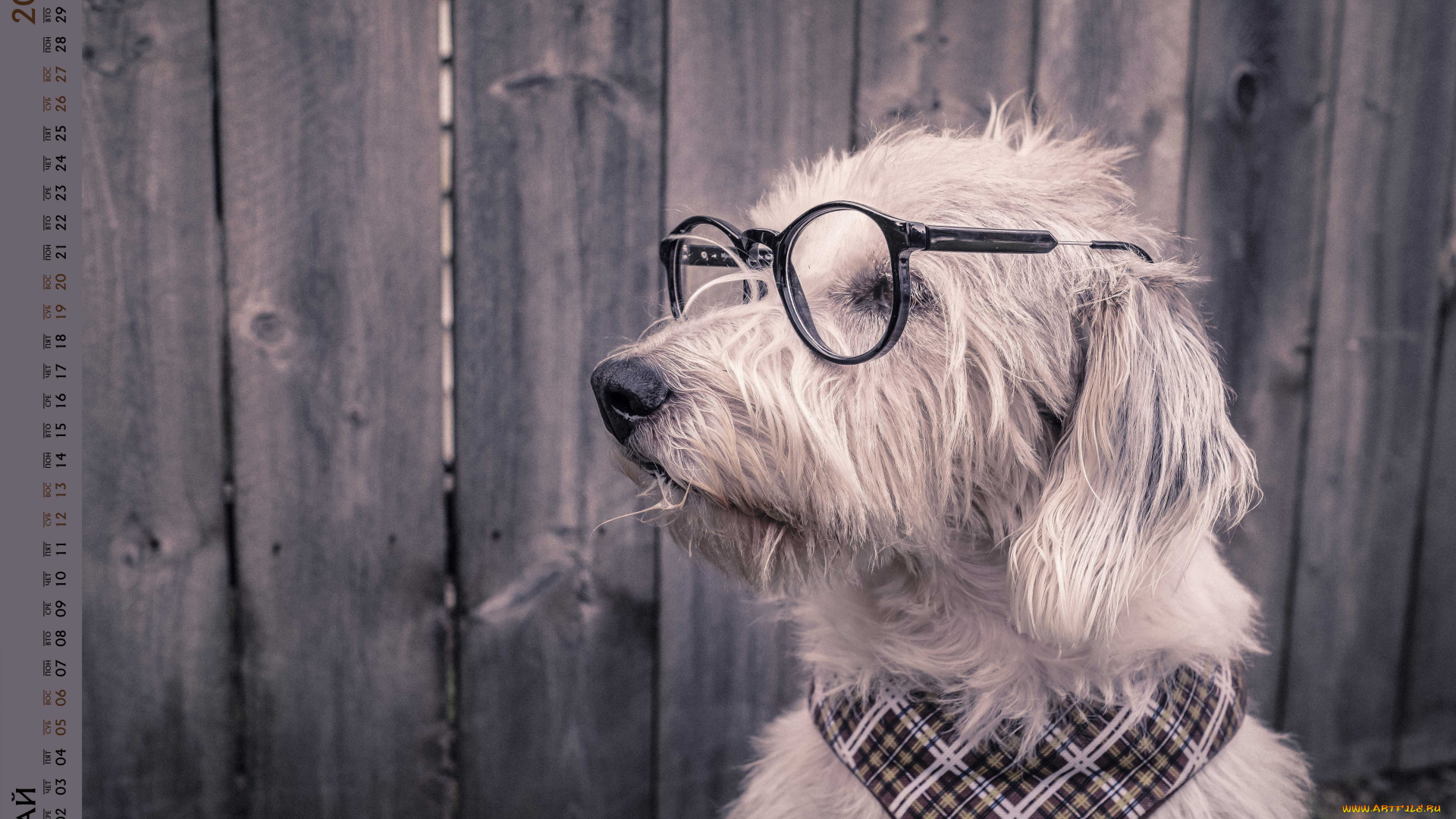 календари, животные, платок, очки, собака, взгляд