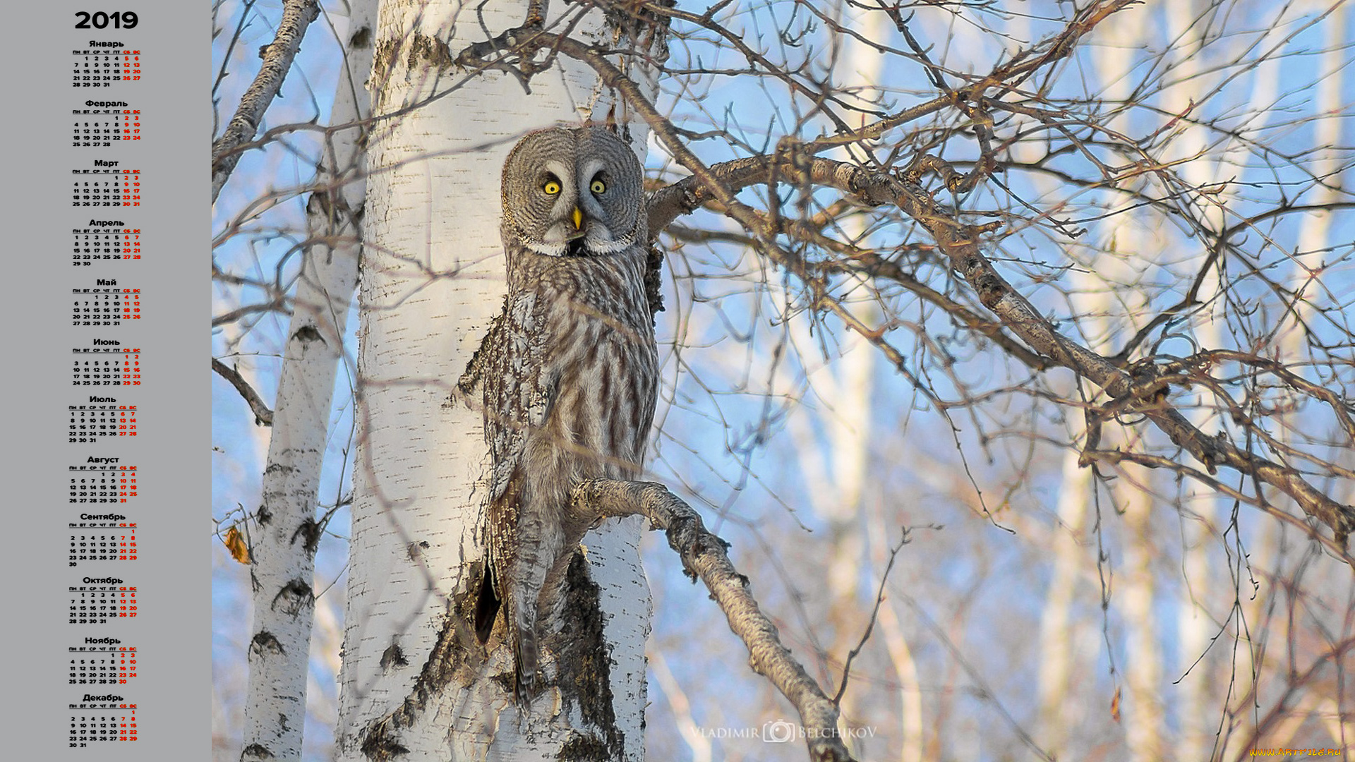 календари, животные, взгляд, филин, дерево, сова