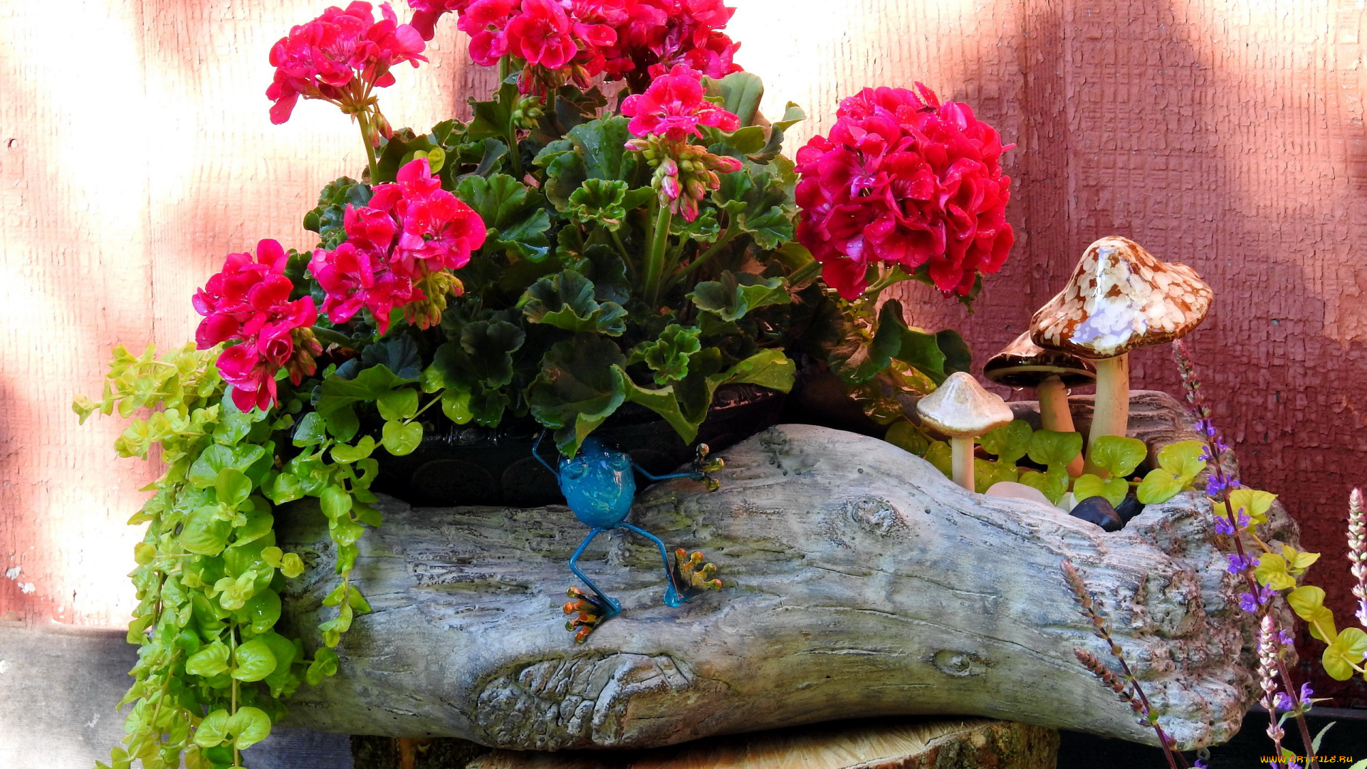 цветы, герань, композиция