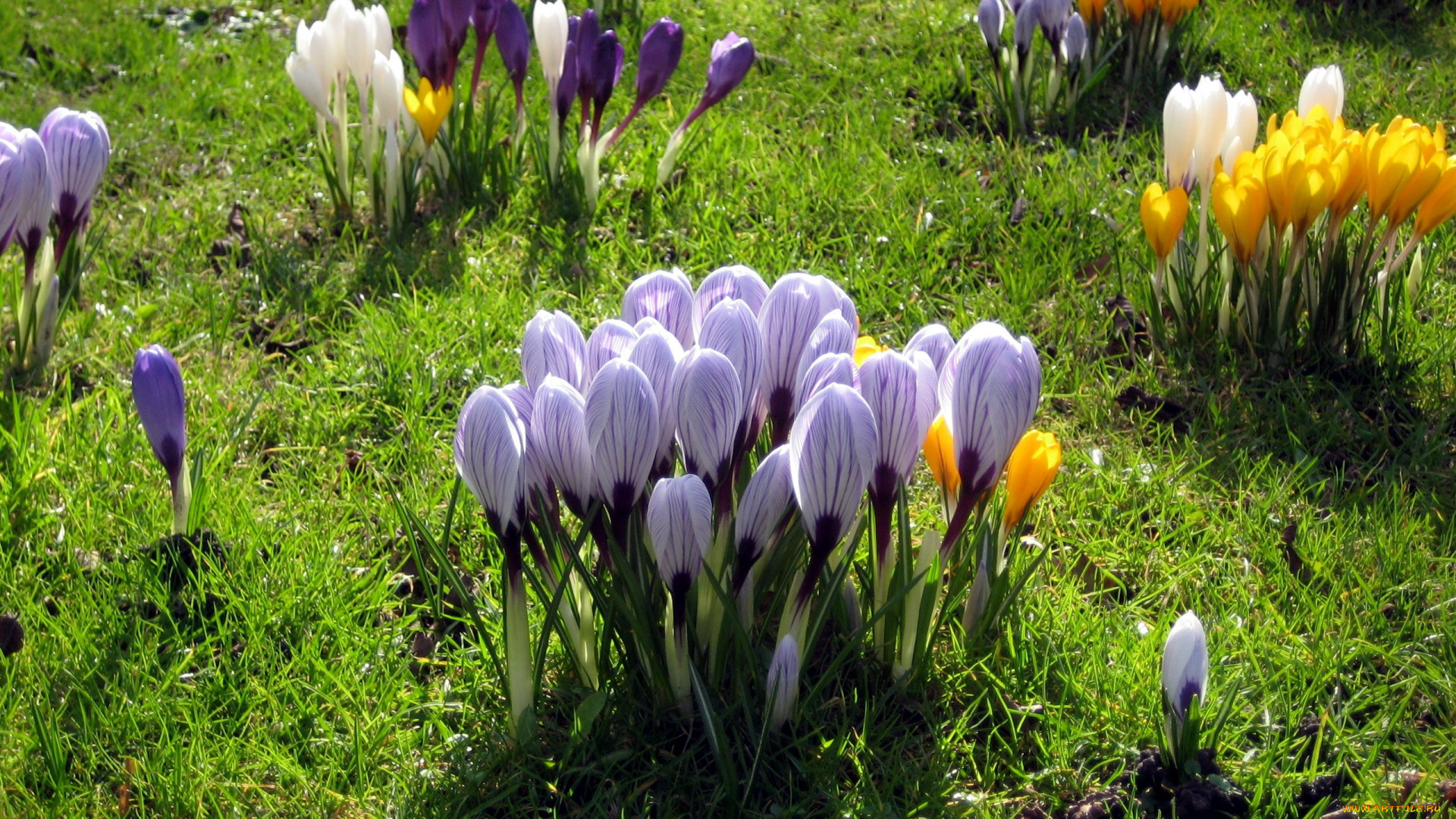 цветы, крокусы, первоцветы