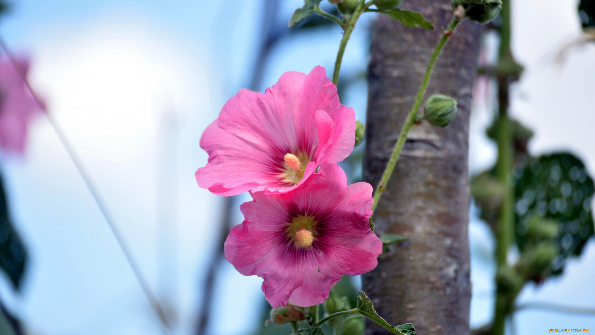 цветы, мальвы, розовый