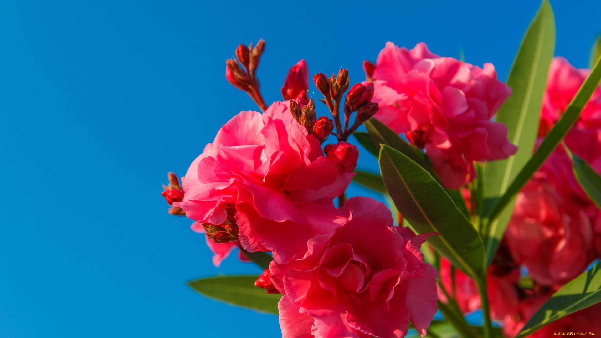цветы, олеандры, розовый