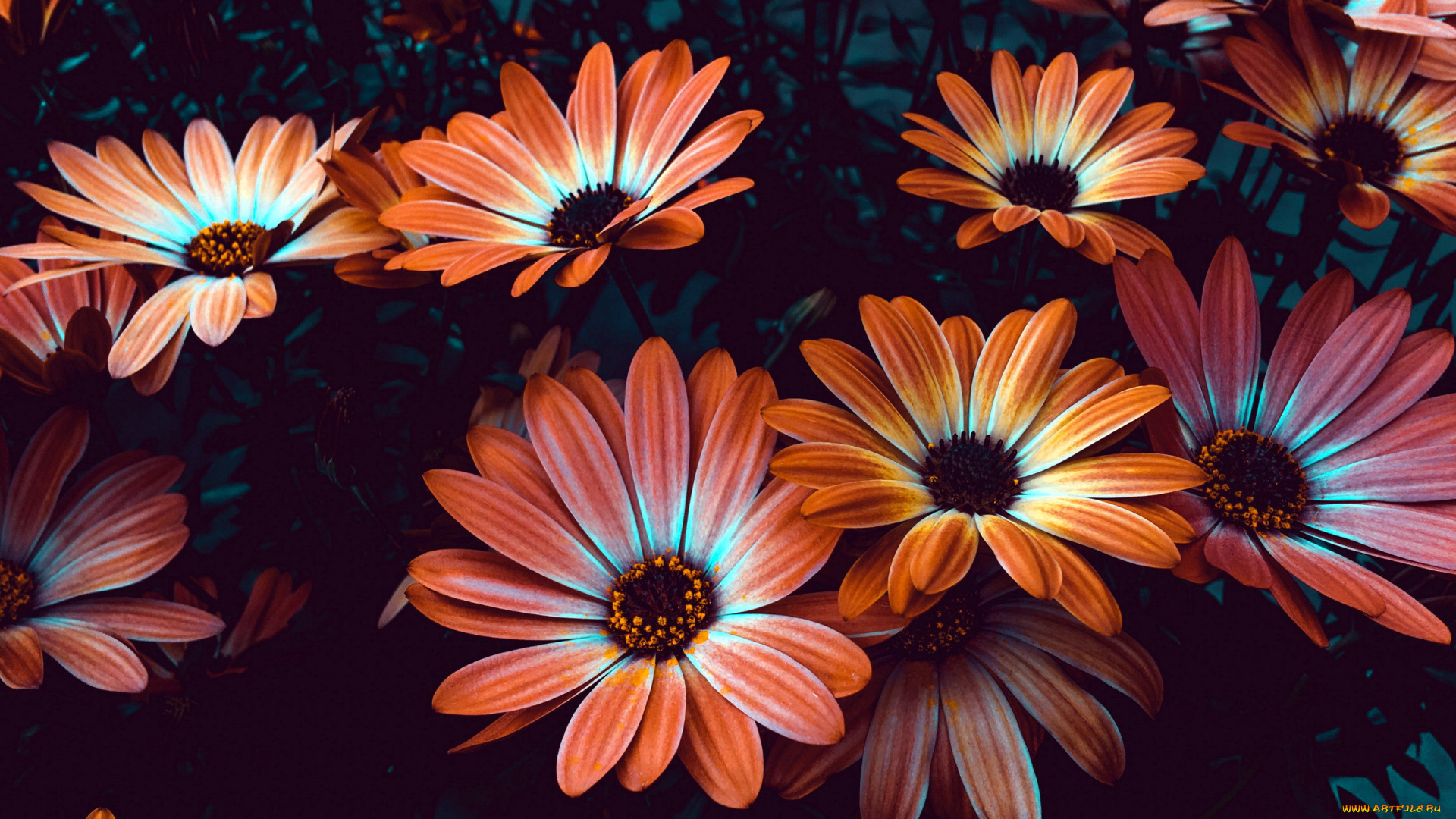 цветы, остеоспермумы, двухцветный