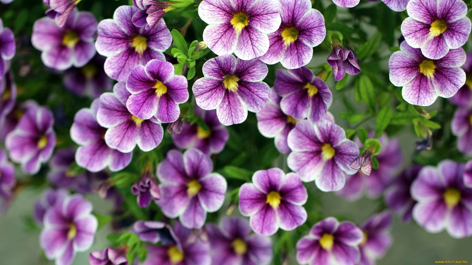 цветы, петунии, , калибрахоа, калибрахоа