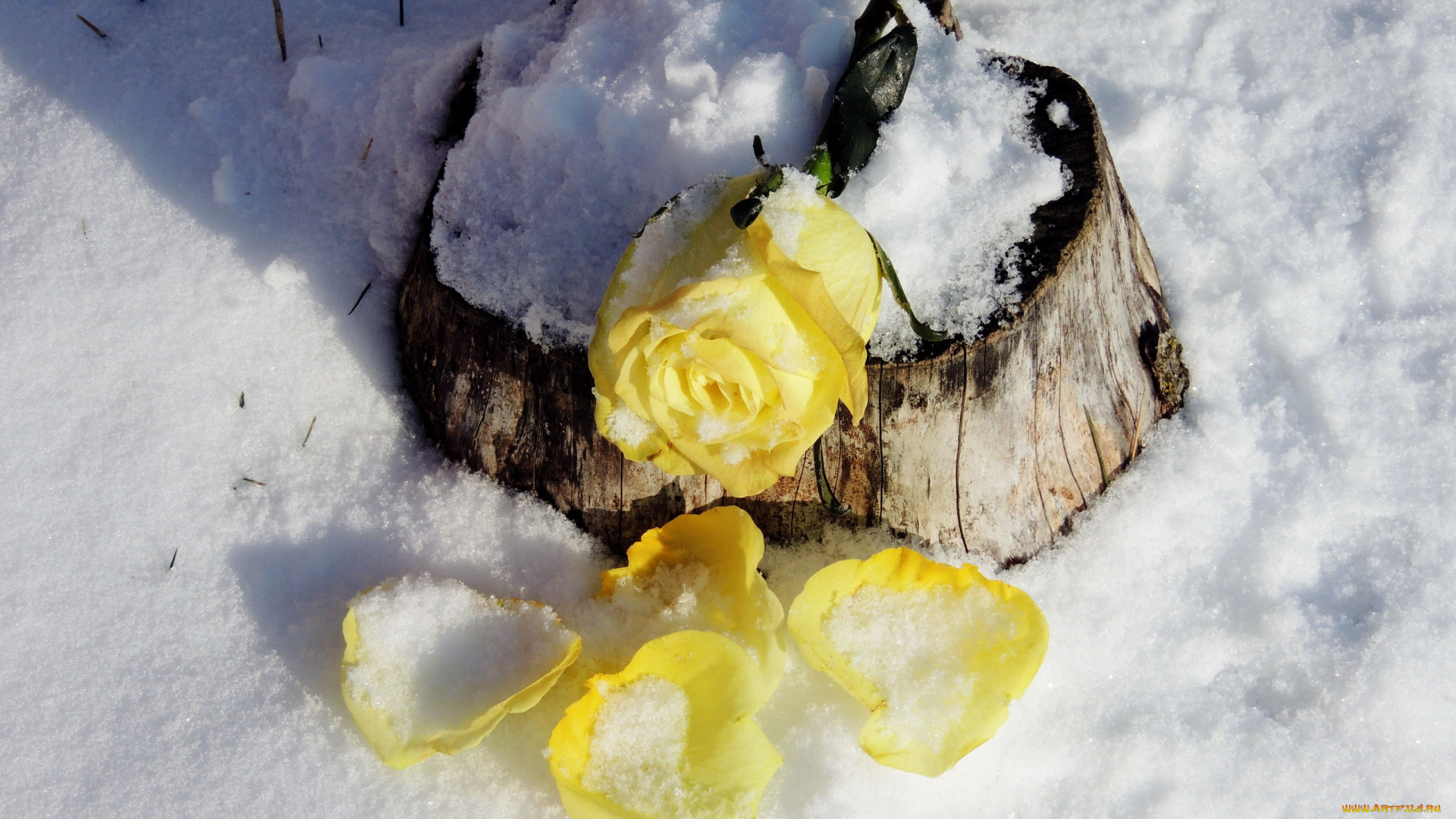цветы, розы, лепестки, снег, роза