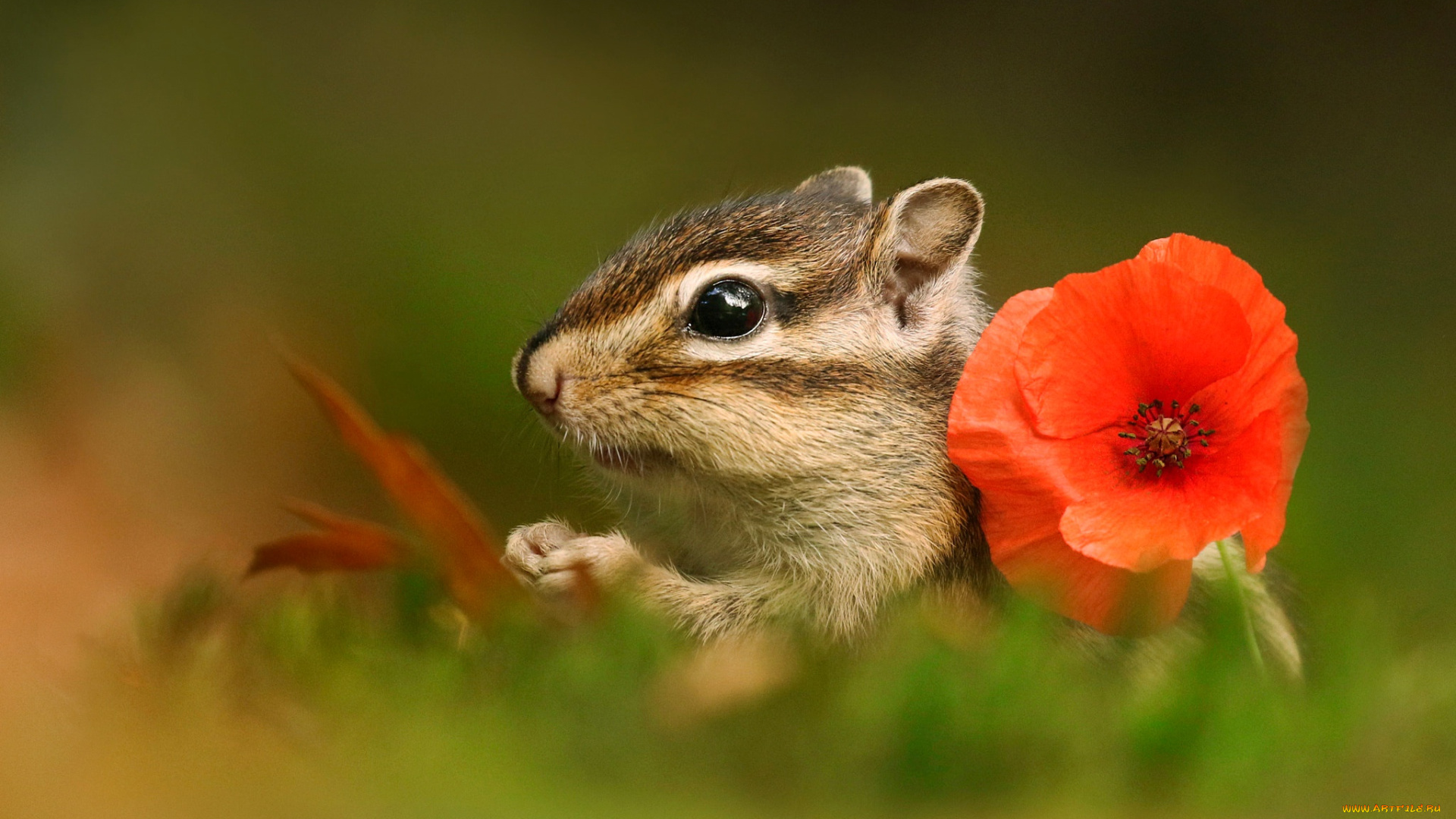 животные, бурундуки, мак