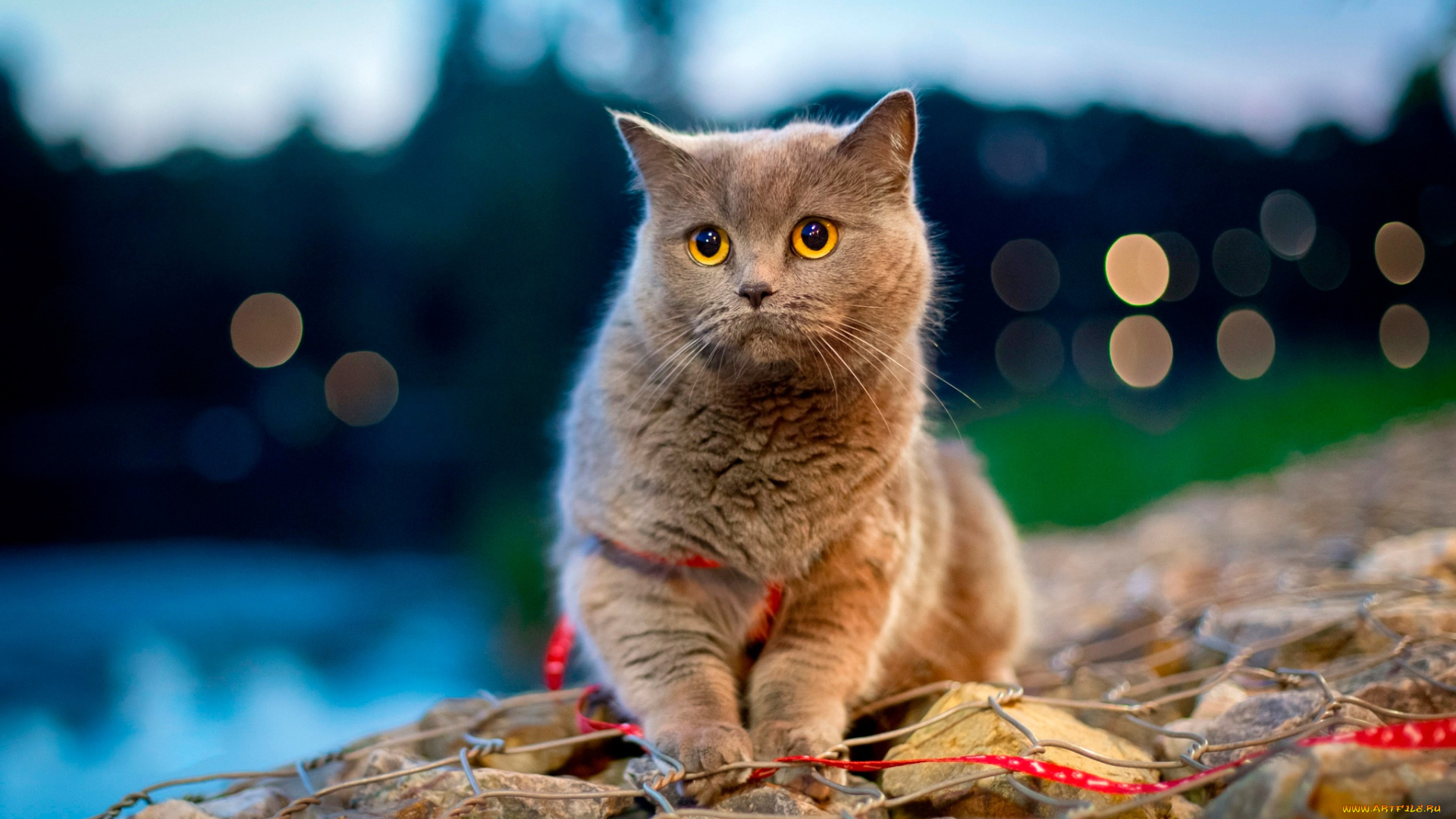 животные, коты, боке