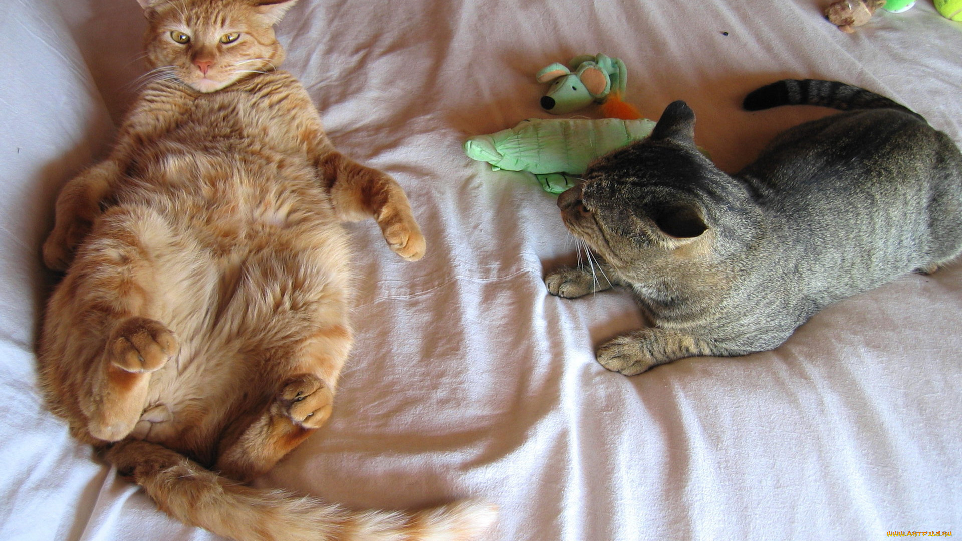 животные, коты, игрушки, постель