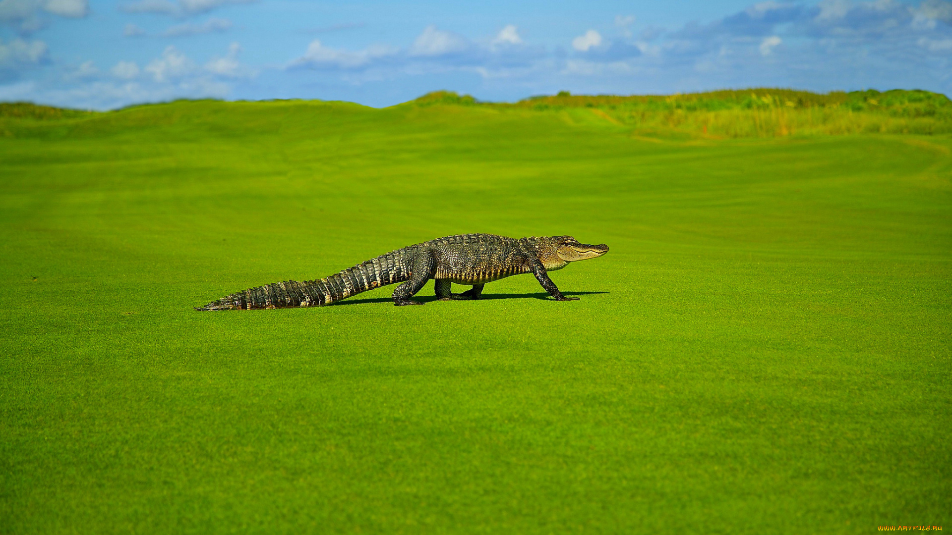 животные, крокодилы, крокодил, поляна, охотник