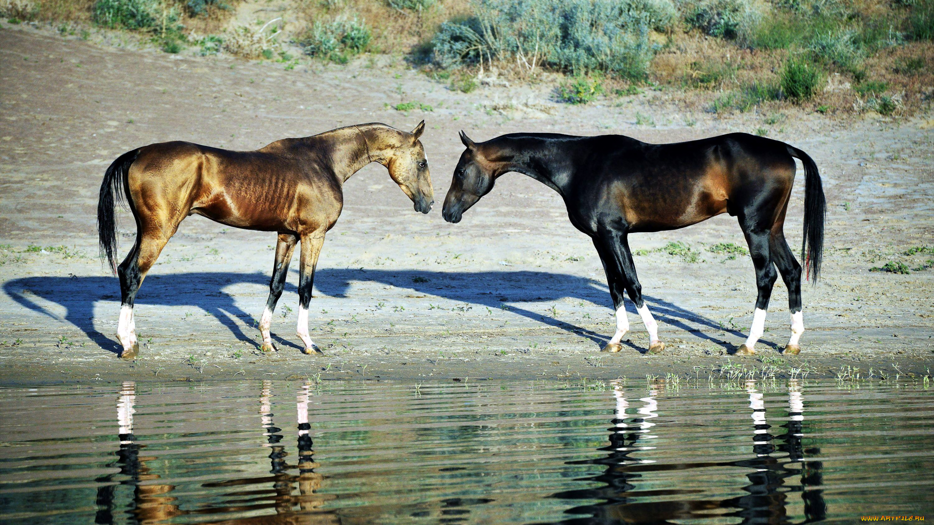животные, лошади, кони, ахалтекинцы, озеро