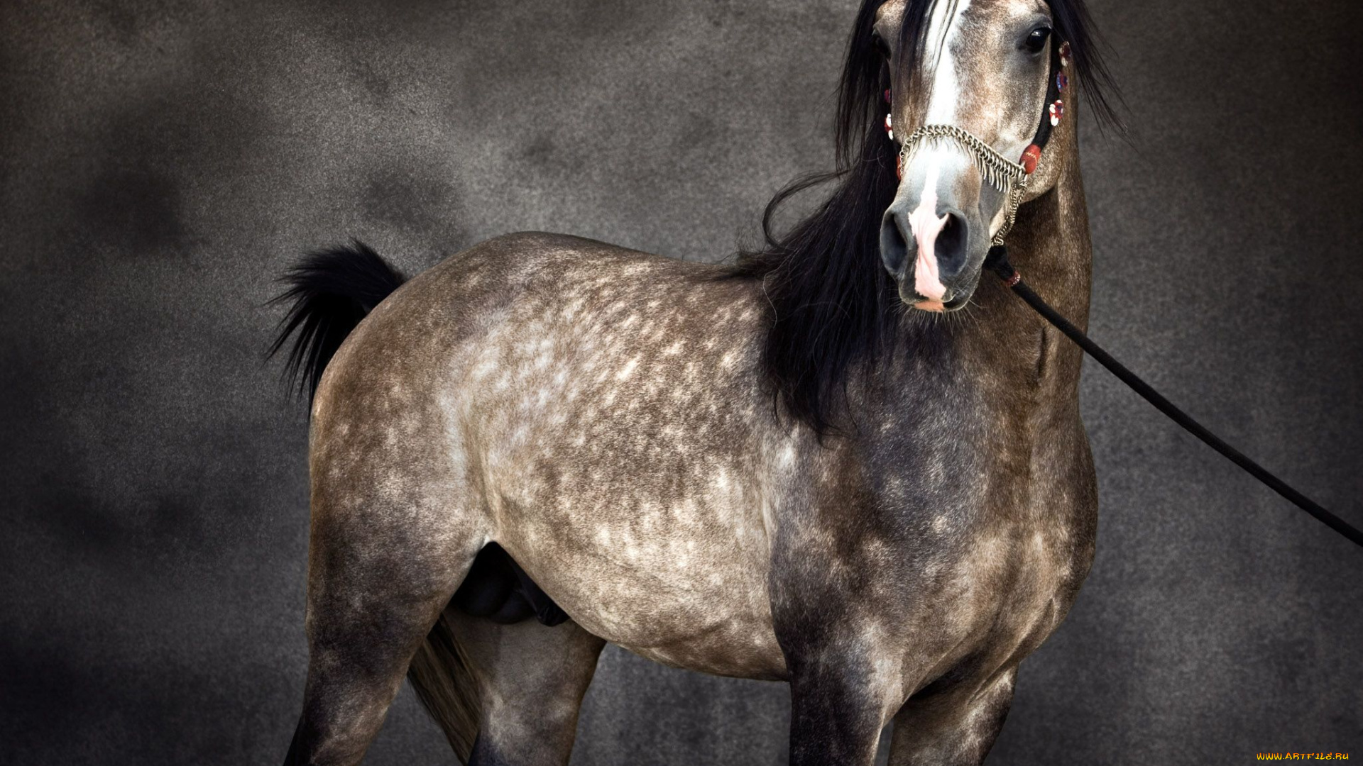 животные, лошади, уздечка, конь