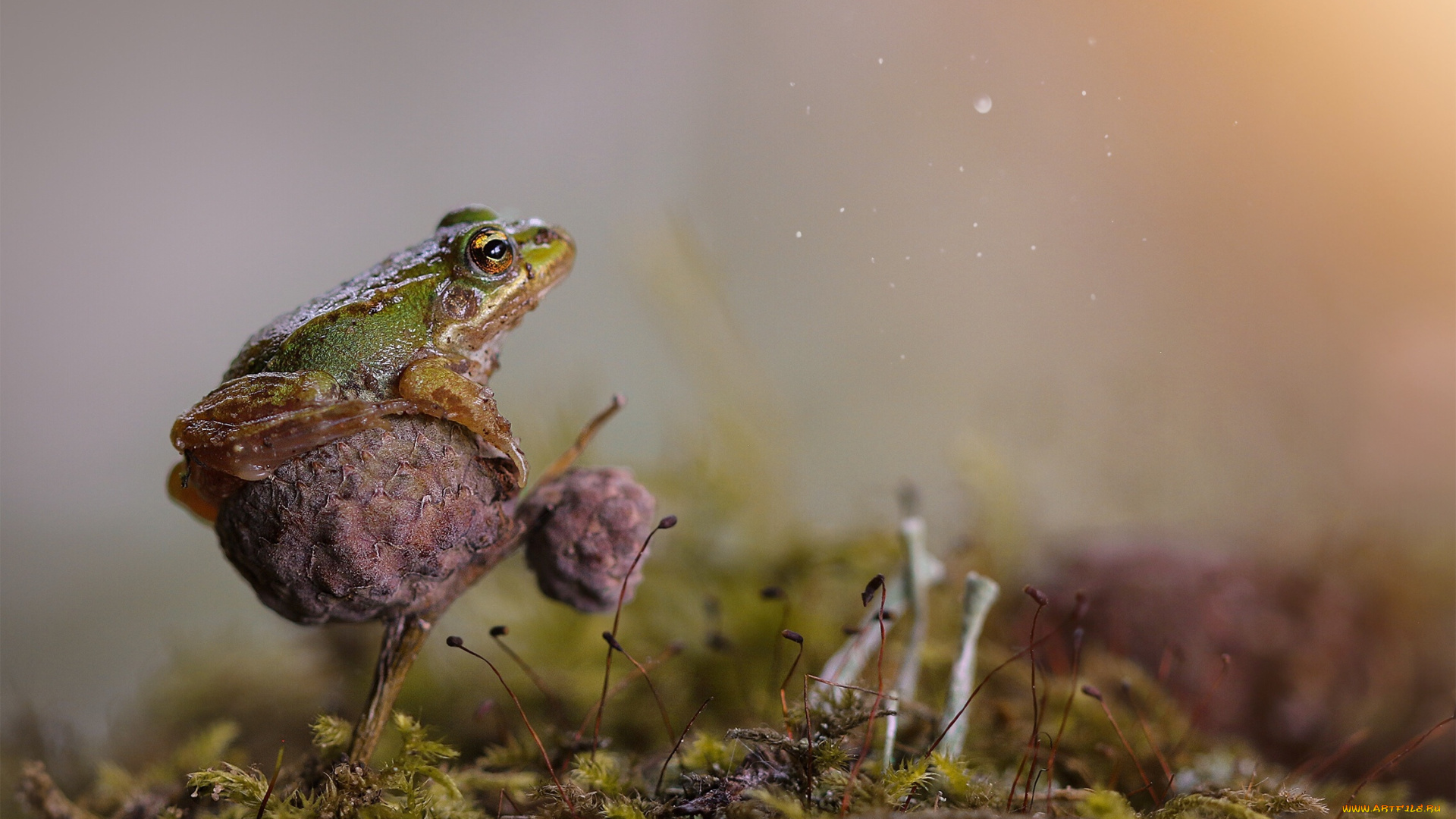 животные, лягушки, лягушка