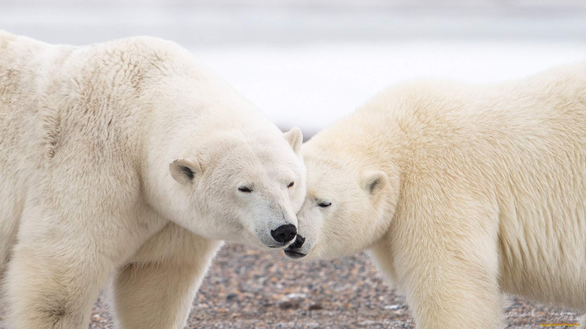 животные, медведи, белые