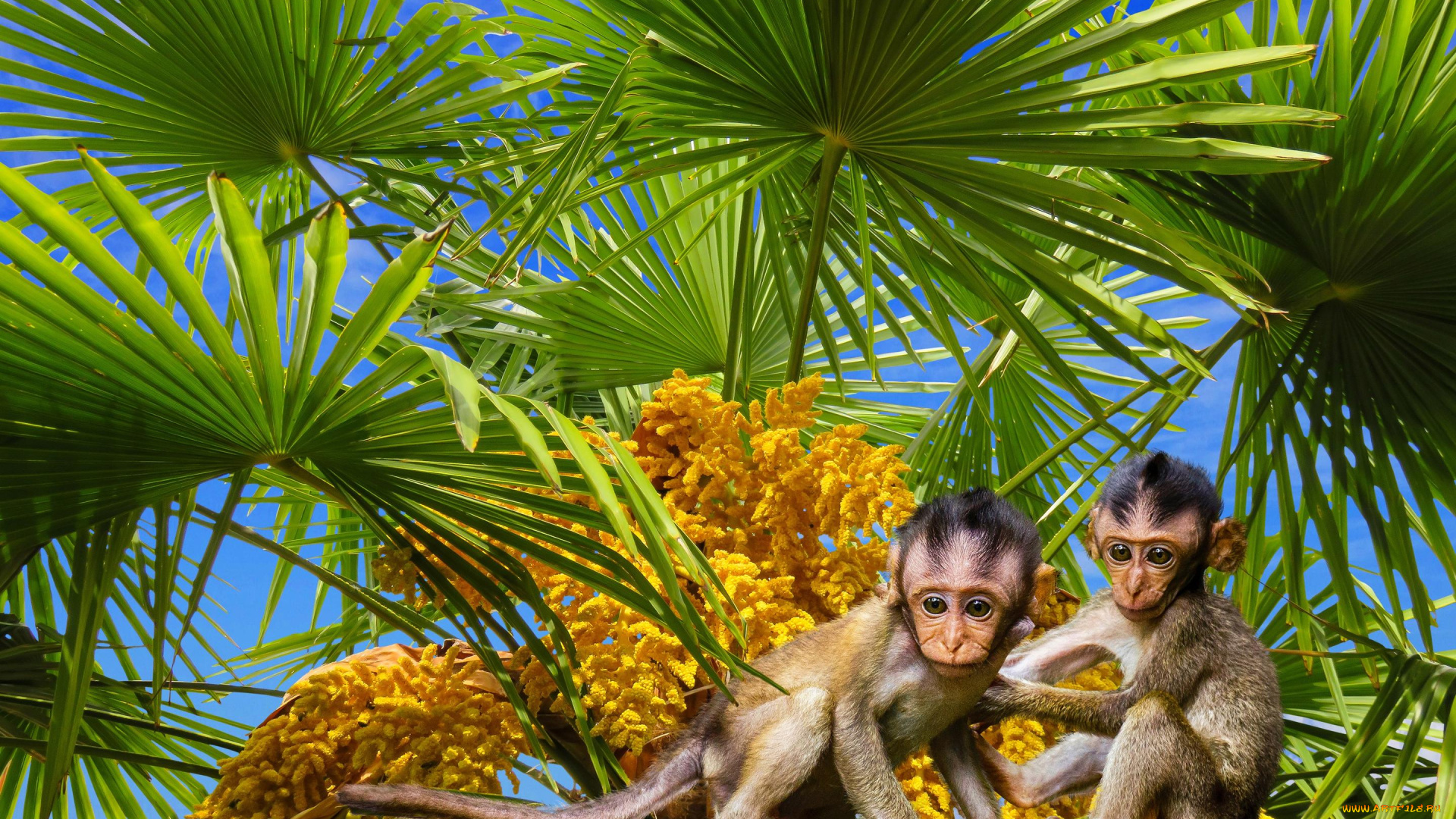 животные, обезьяны