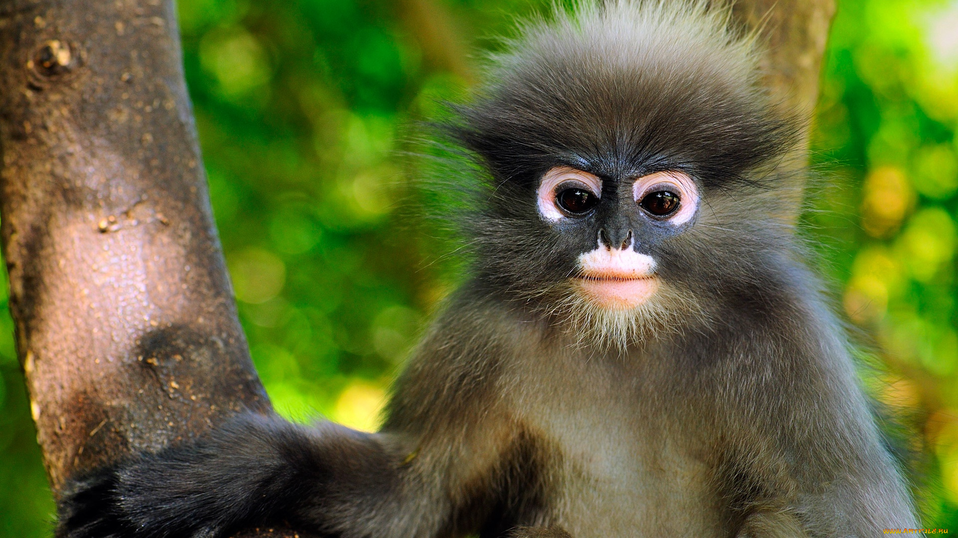 животные, обезьяны, очковый, тонкотел