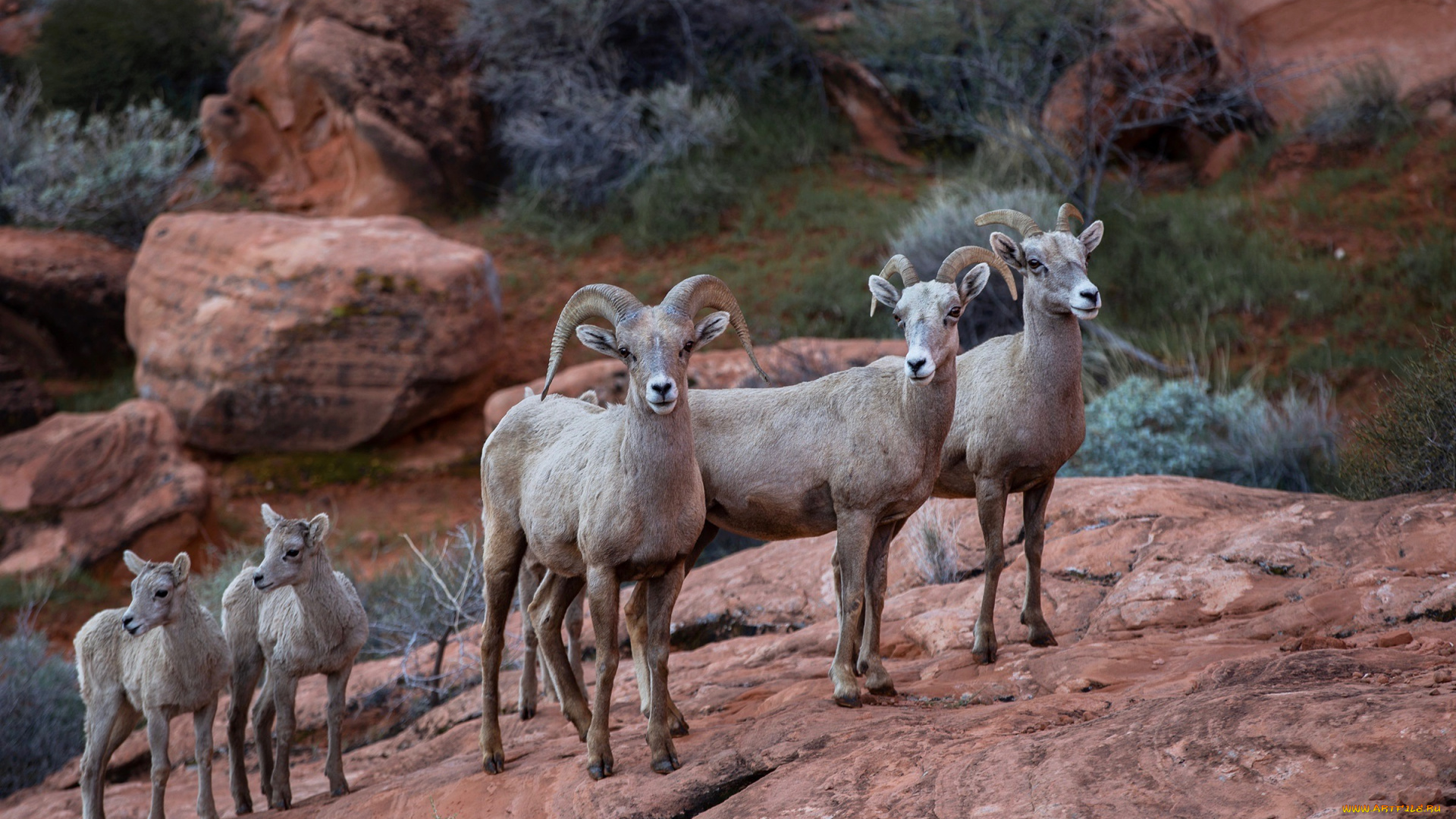 животные, овцы, , бараны, бараны